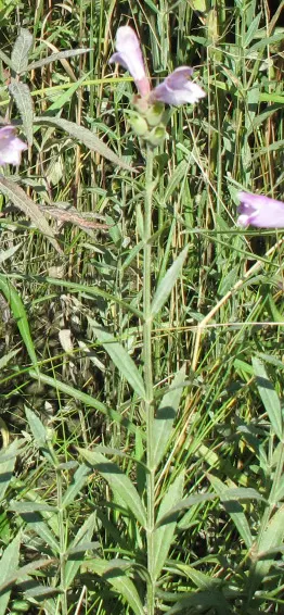 False Dragonhead, Obedient Plant (Physostegia Virginiana) — emanating from square stems typical of the mint family