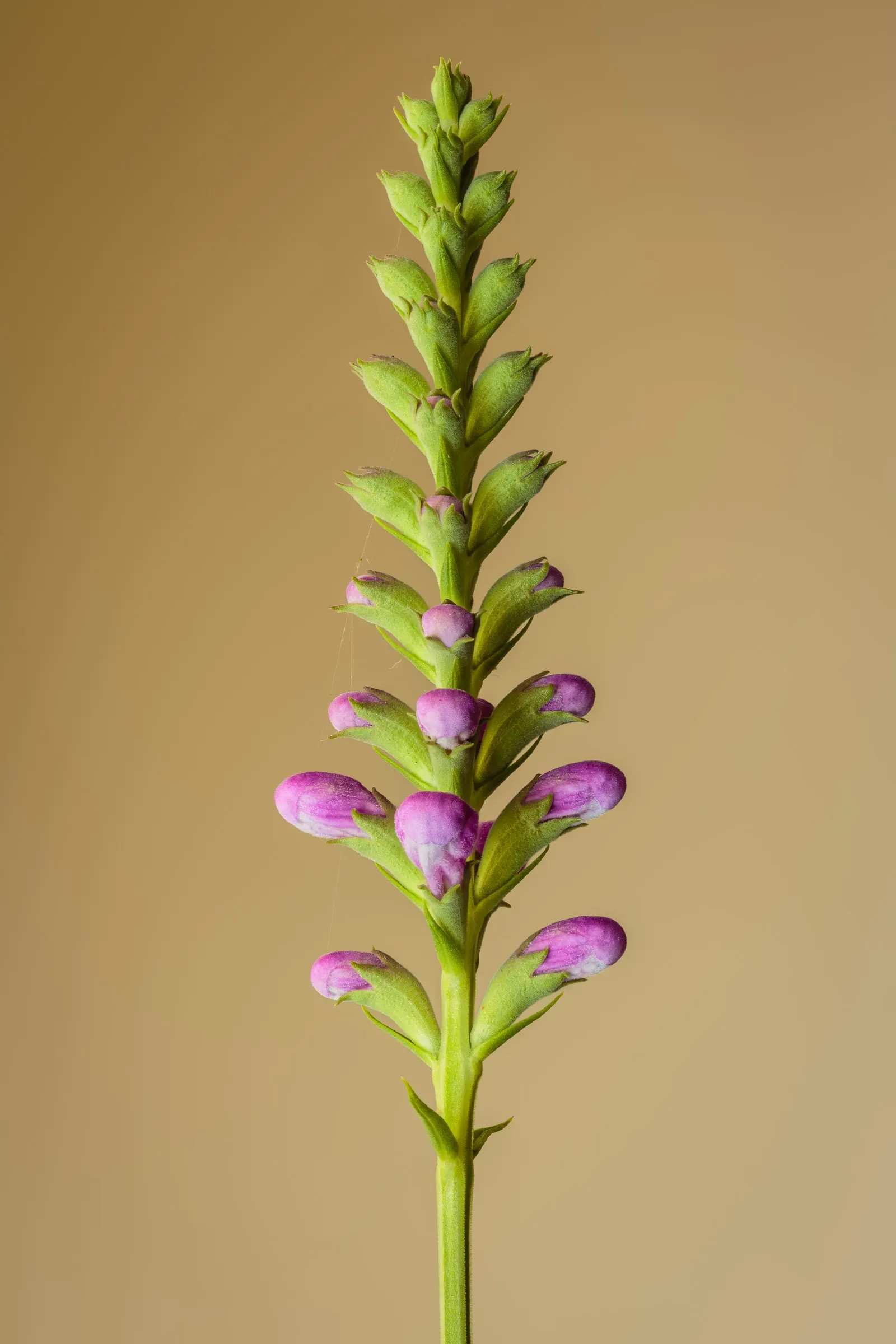 False Dragonhead, Obedient Plant (Physostegia Virginiana) — supporting pollinators such as bees; creating an extended floral display from July to, image 62