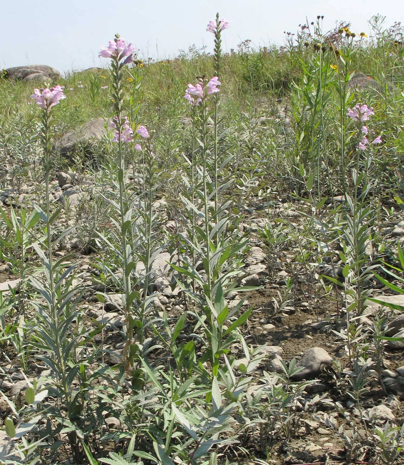 False Dragonhead, Obedient Plant (Physostegia Virginiana) — supporting pollinators such as bees