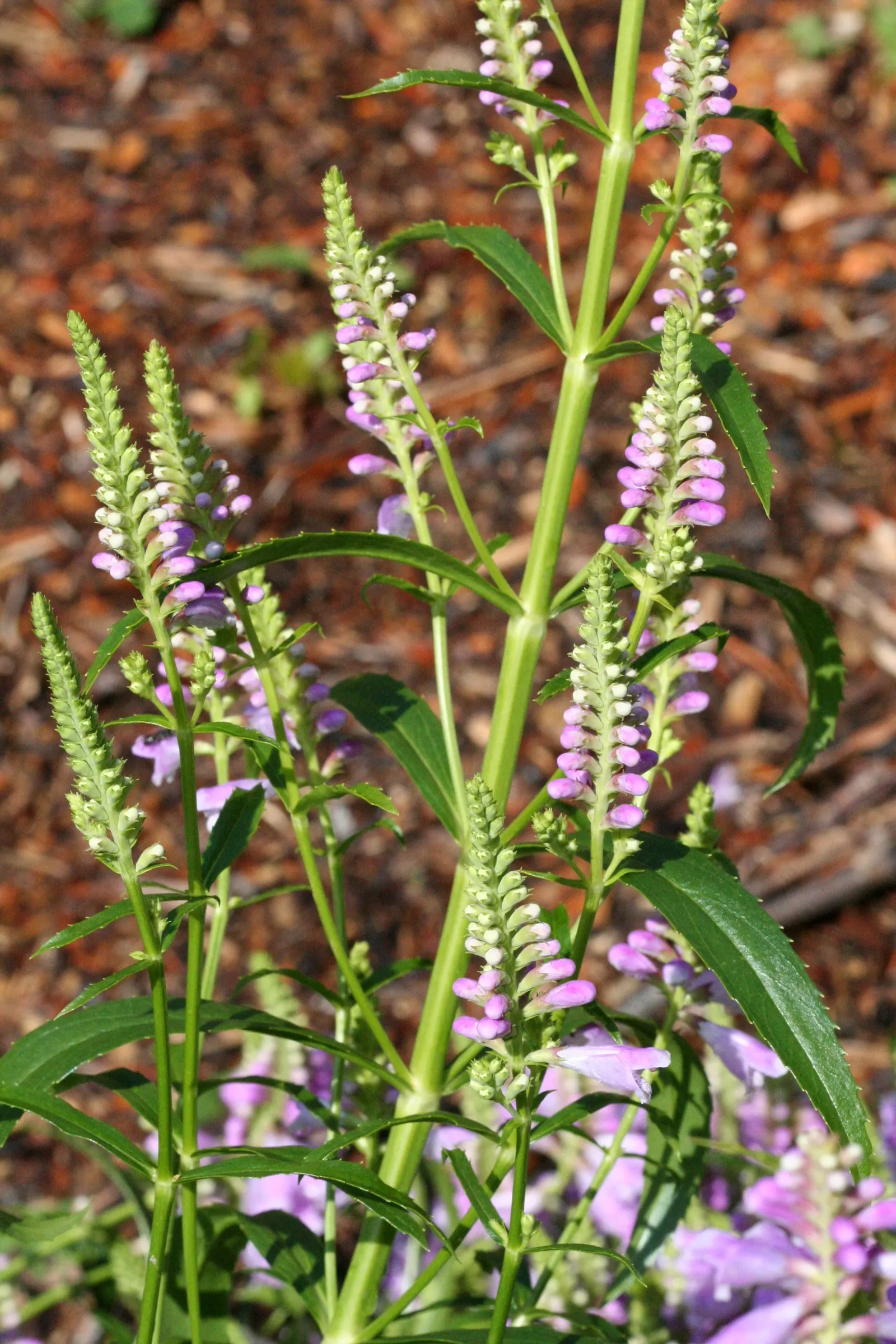 False Dragonhead, Obedient Plant (Physostegia Virginiana) — approximately 1 inch in length; it thrives in full to partial sun exposure and prefers moist
