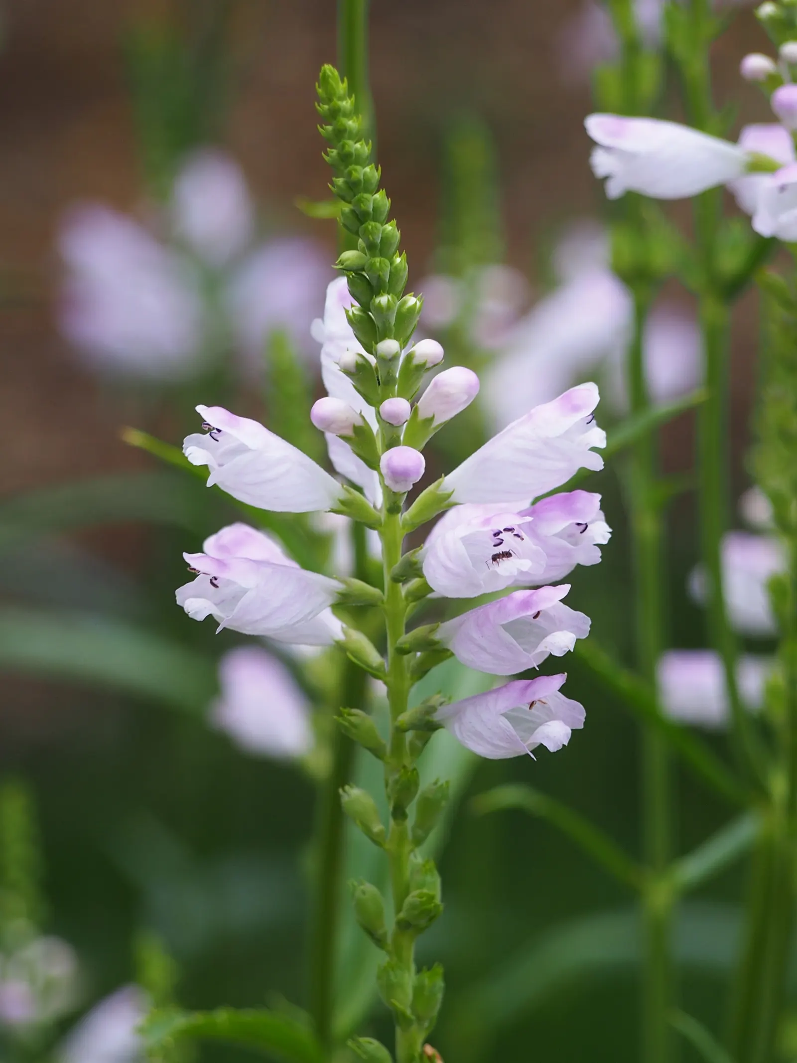 False Dragonhead, Obedient Plant (Physostegia Virginiana) — pink flowers in the garden