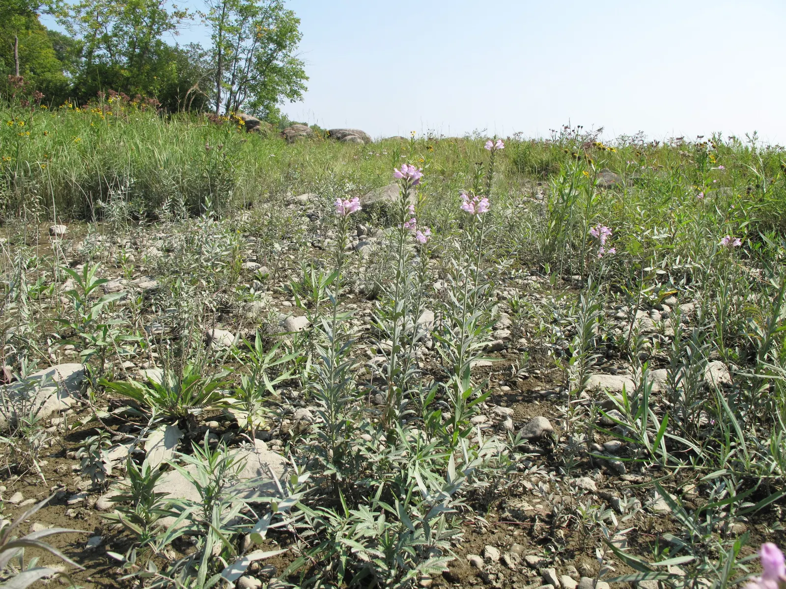 False Dragonhead, Obedient Plant (Physostegia Virginiana) — pink flowers in the garden; despite its name, it can spread aggressively, so consider, image 64