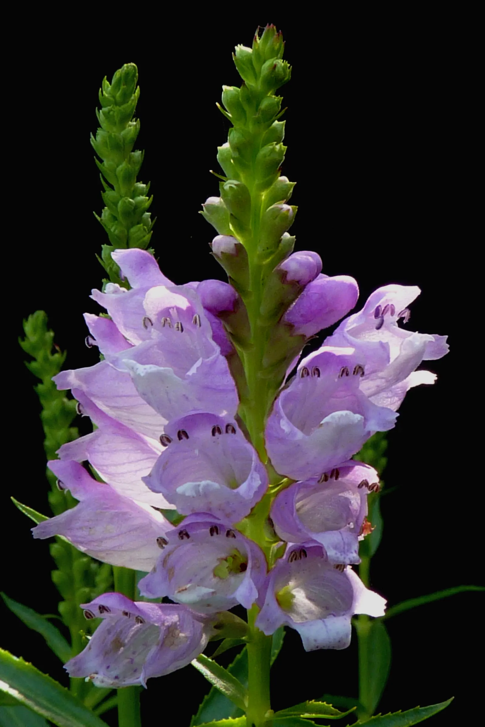 False Dragonhead, Obedient Plant (Physostegia Virginiana) — Its linear-lanceolate leaves stretch up to 5 inches long; although it can tolerate periods of
