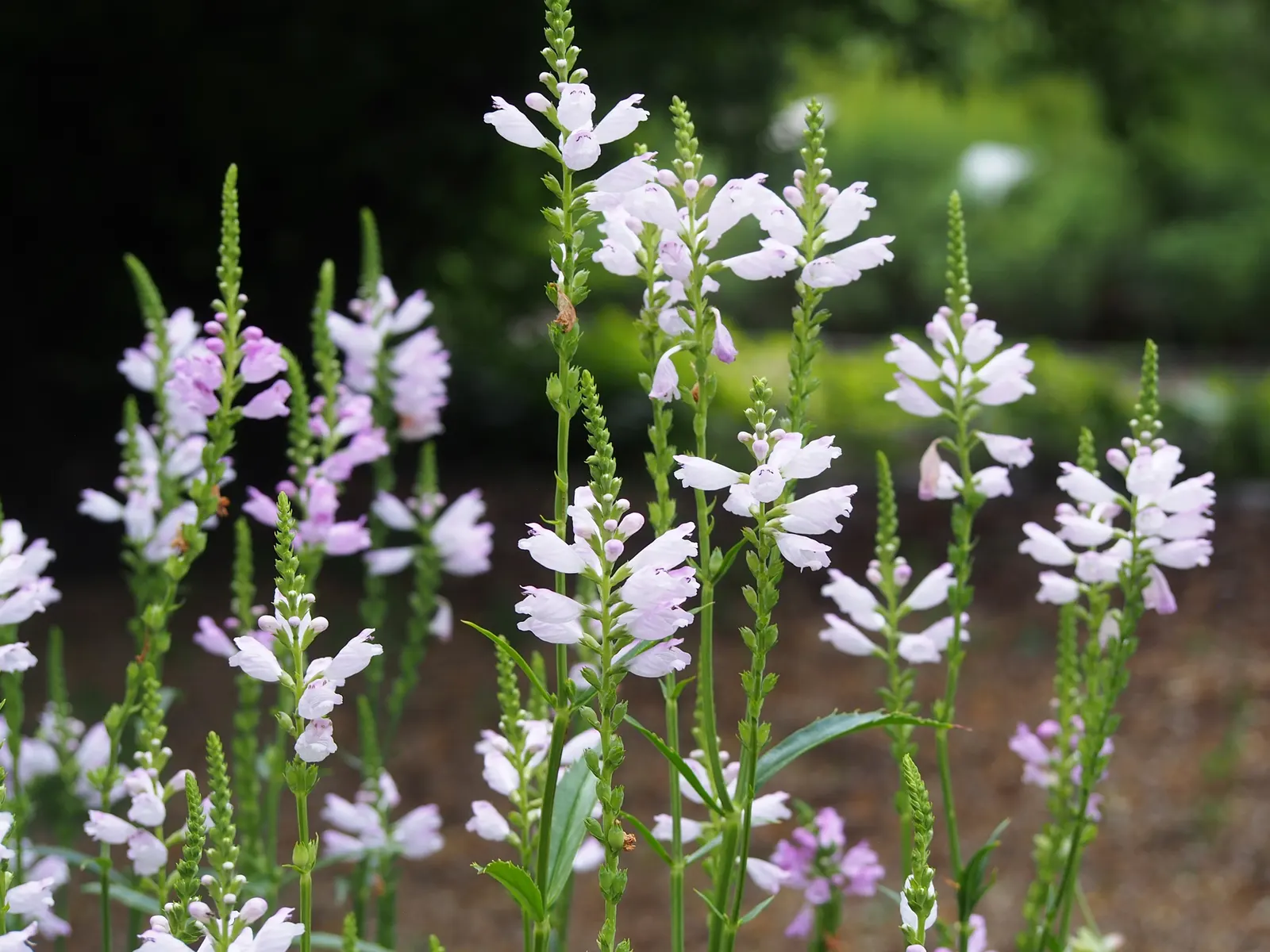 False Dragonhead, Obedient Plant (Physostegia Virginiana) — is a robust perennial reaching 2-4 feet in height; ranging in color from soft pink to, image 90