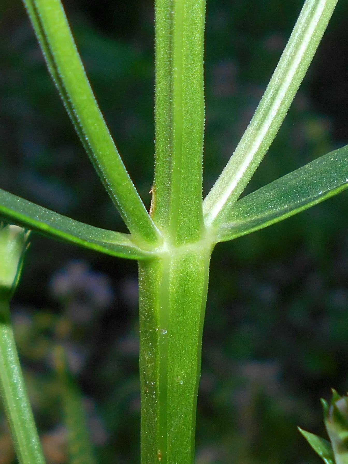 False Dragonhead, Obedient Plant (Physostegia Virginiana) — pink flowers in the garden; despite its name, it can spread aggressively, so consider, image 86