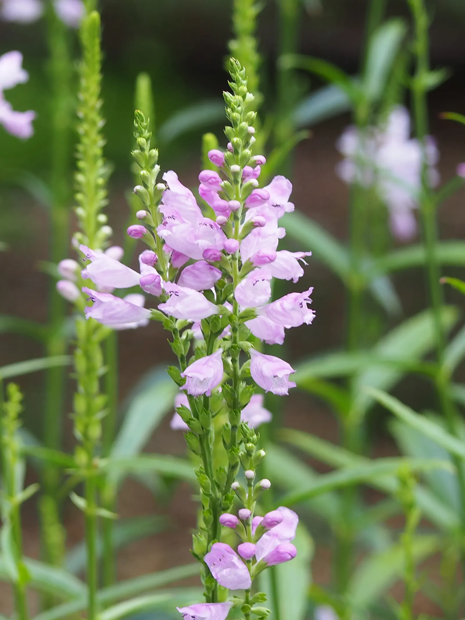 False Dragonhead, Obedient Plant (Physostegia Virginiana) — with peak blooming in August; fondly referred to as the False Dragonhead or Obedient, image 58