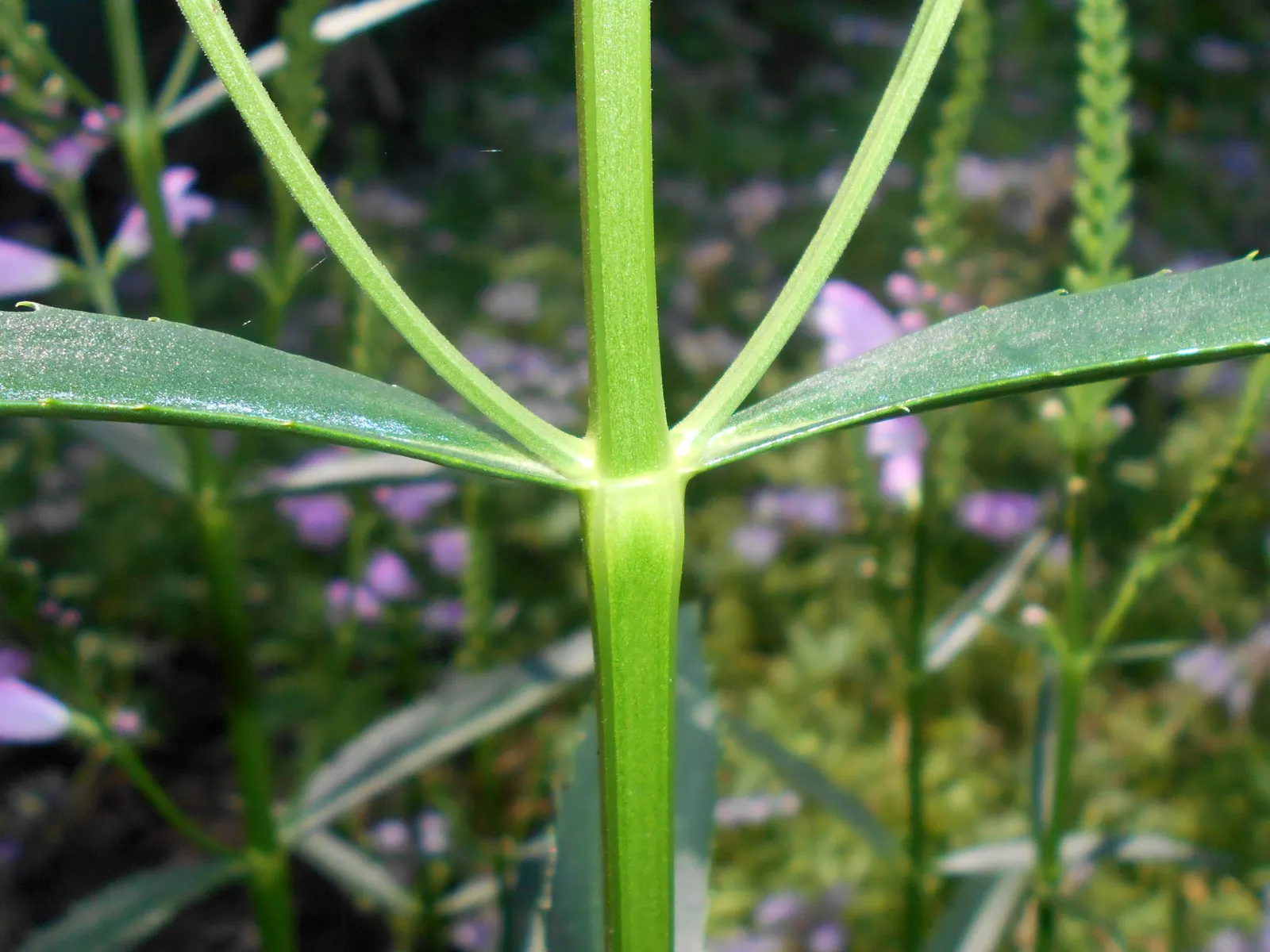 False Dragonhead, Obedient Plant (Physostegia Virginiana) — emanating from square stems typical of the mint family; or Obedient Plant (Physostegia, image 76