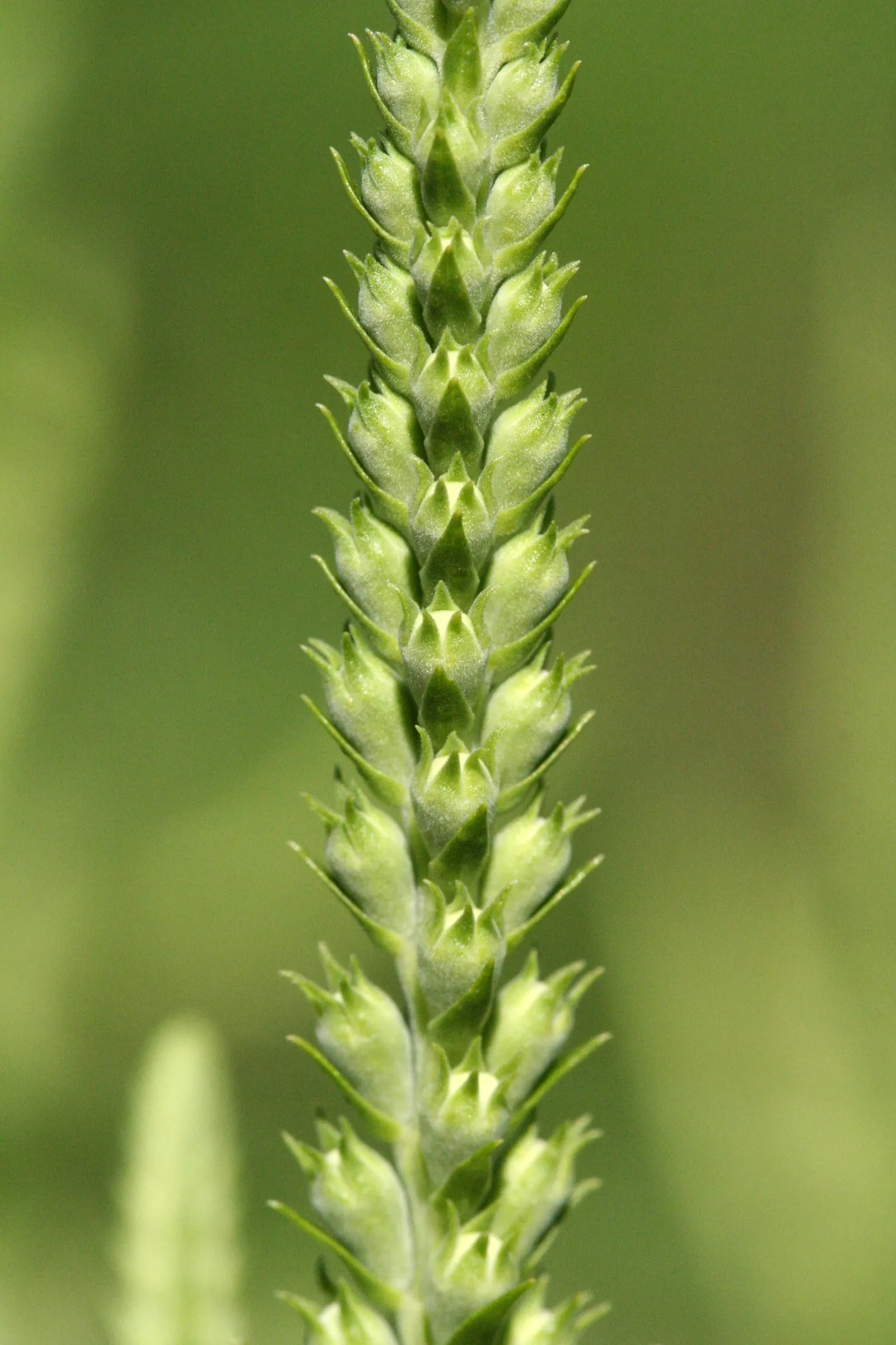 False Dragonhead, Obedient Plant (Physostegia Virginiana) — ranging in color from soft pink to vivid lavender