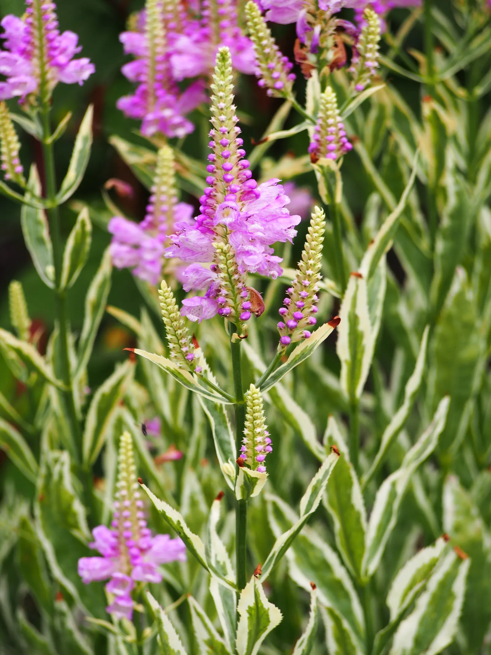 False Dragonhead, Obedient Plant (Physostegia Virginiana) — is a robust perennial reaching 2-4 feet in height; ranging in color from soft pink to, image 46