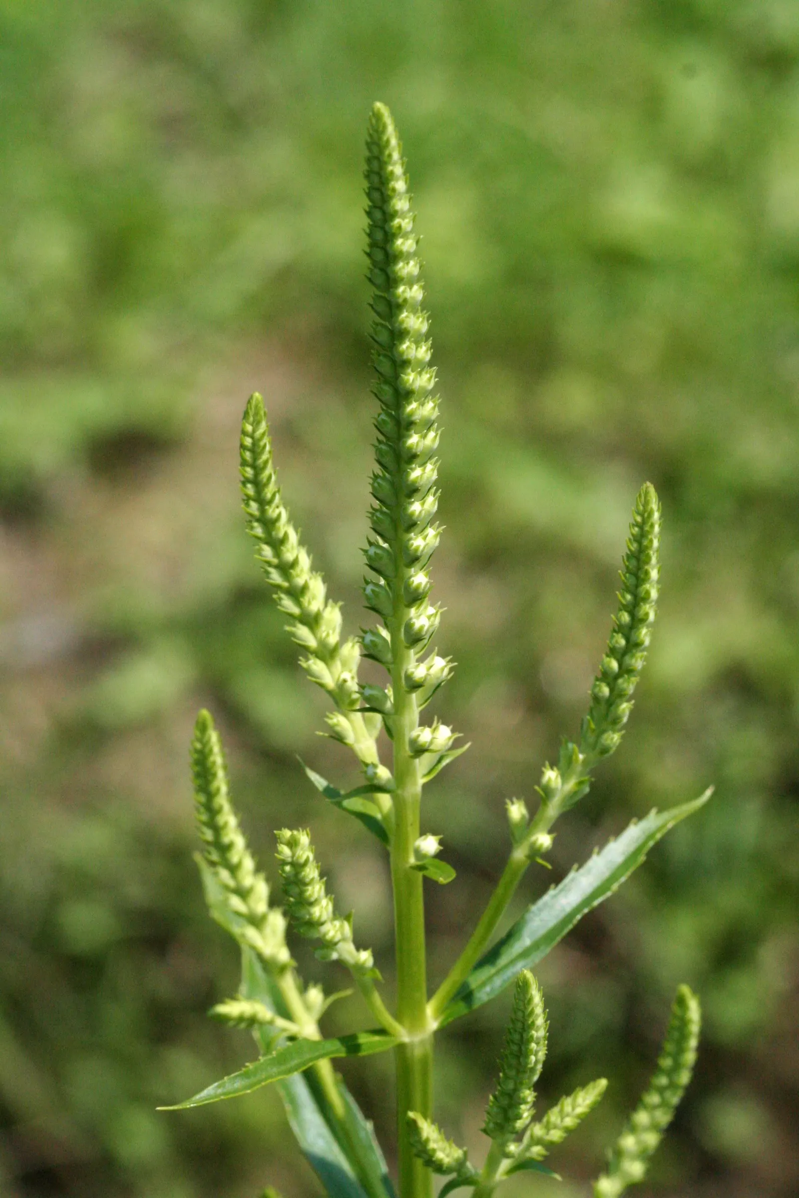 False Dragonhead, Obedient Plant (Physostegia Virginiana) — Despite its name, it can spread aggressively, so consider root barriers for, image 49