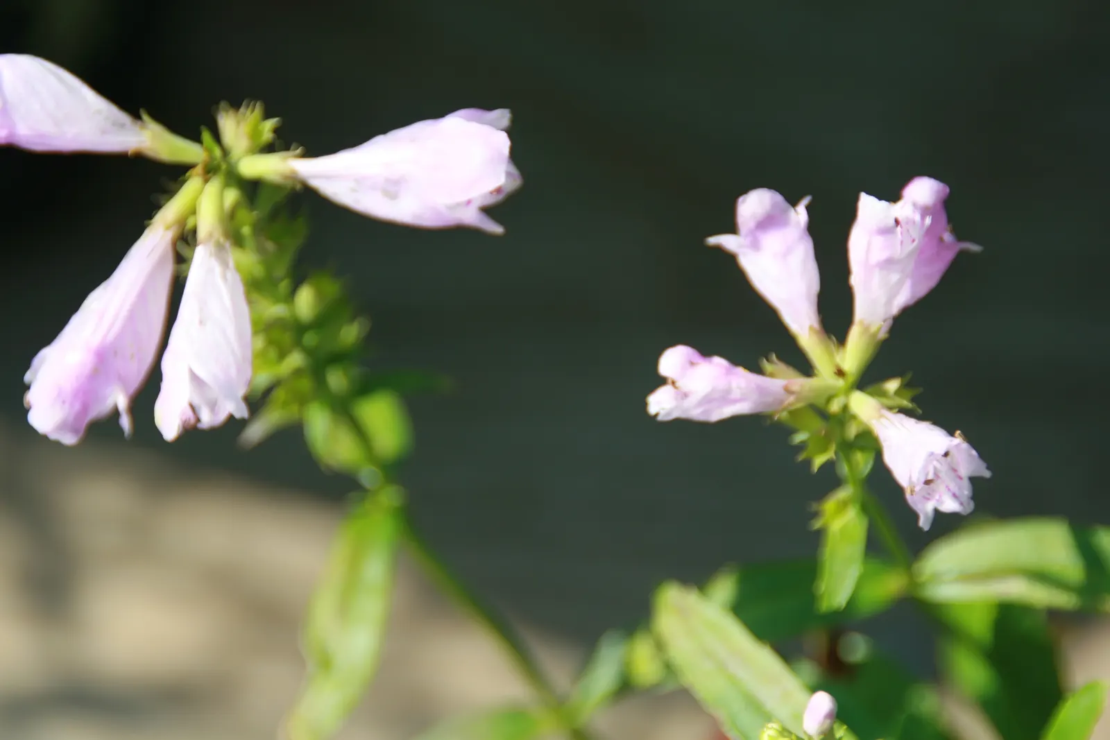 False Dragonhead, Obedient Plant (Physostegia Virginiana) — This North American native, growing robustly between 2 to 4 feet tall, boasts a spread, image 52