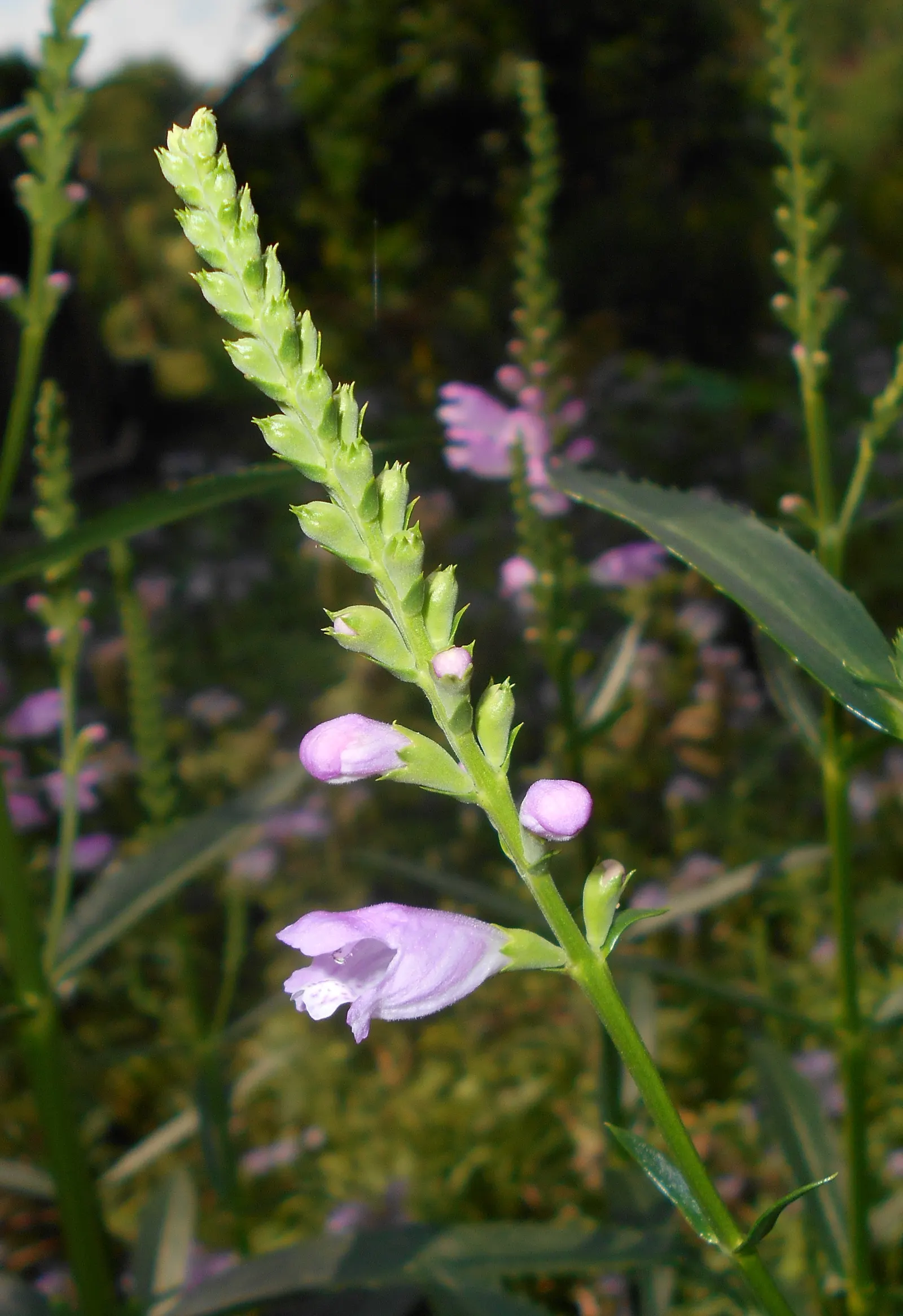 False Dragonhead, Obedient Plant (Physostegia Virginiana) — fondly referred to as the False Dragonhead or Obedient Plant; is a robust perennial, image 51