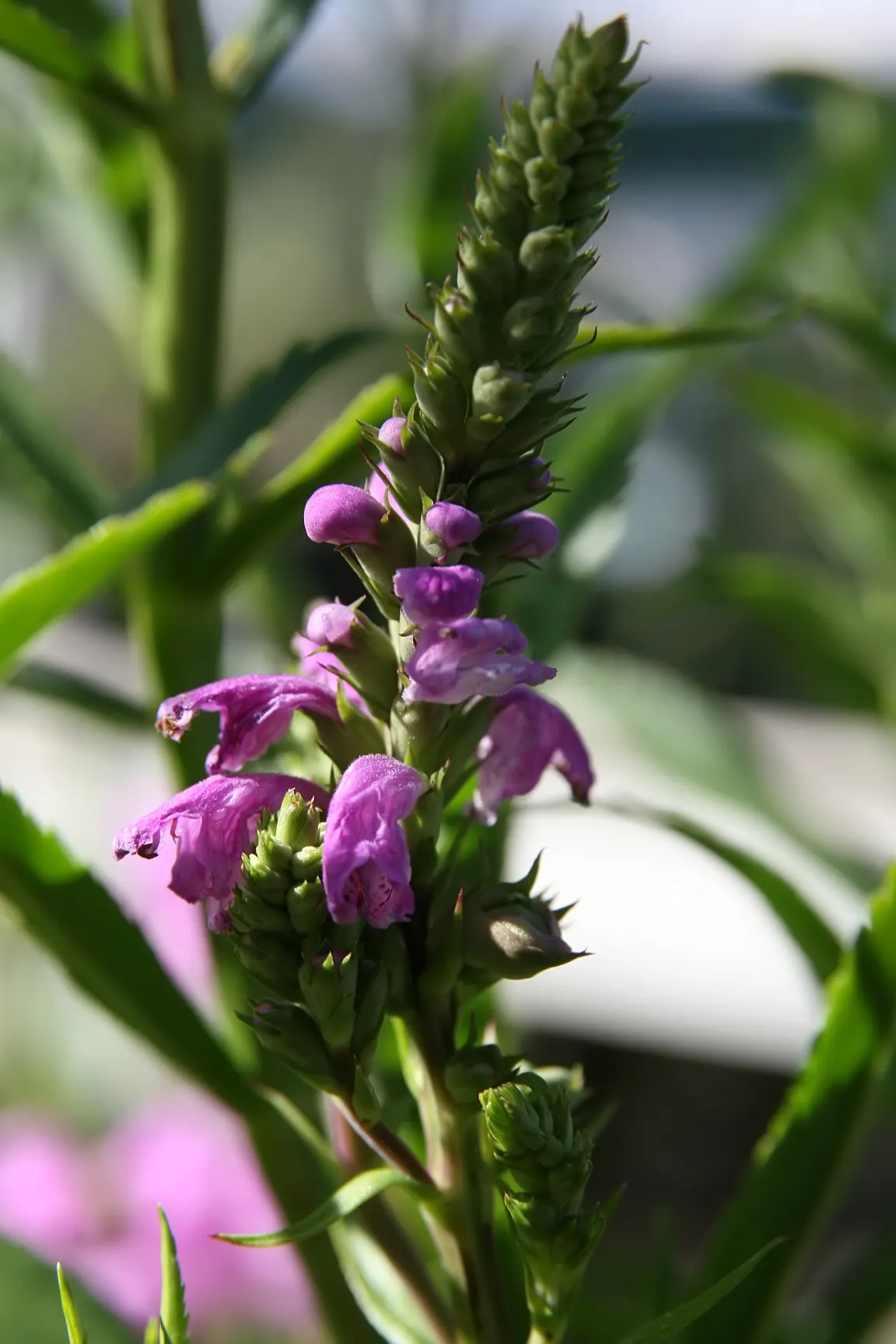 False Dragonhead, Obedient Plant (Physostegia Virginiana) — Its linear-lanceolate leaves stretch up to 5 inches long