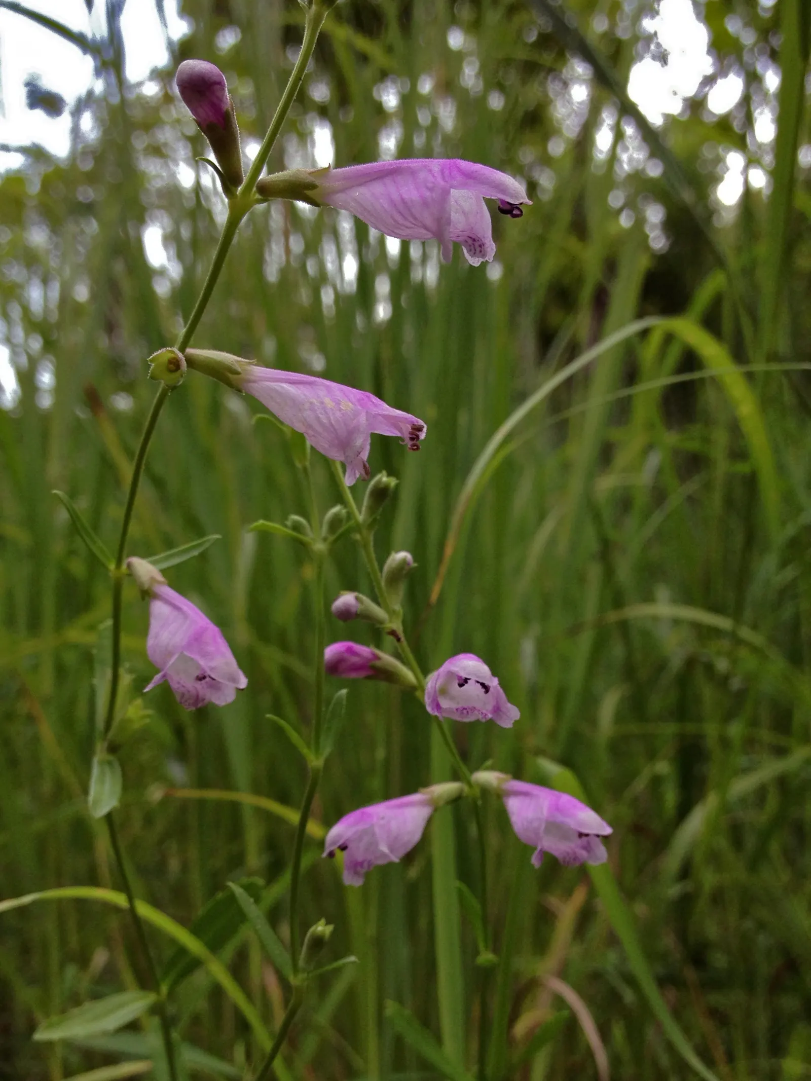 False Dragonhead, Obedient Plant (Physostegia Virginiana) — although it can tolerate periods of drought once established; perennial with pink blooms, image 60