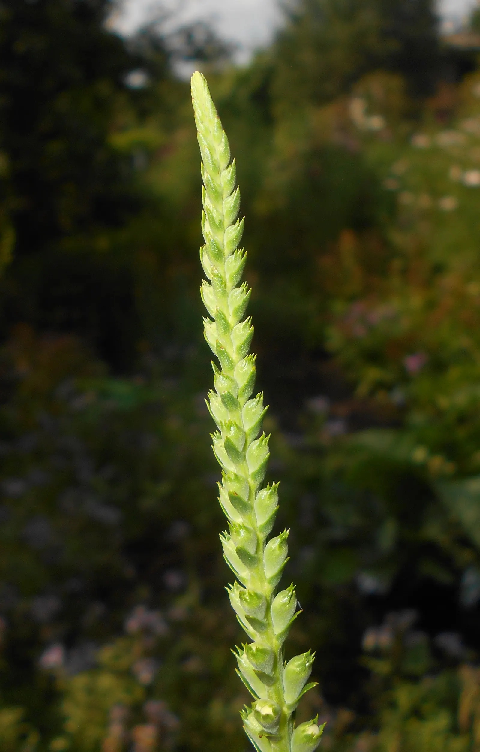 False Dragonhead, Obedient Plant (Physostegia Virginiana) — or Obedient Plant (Physostegia virginiana); thriving in zones 3-9, it prefers full sun, image 89