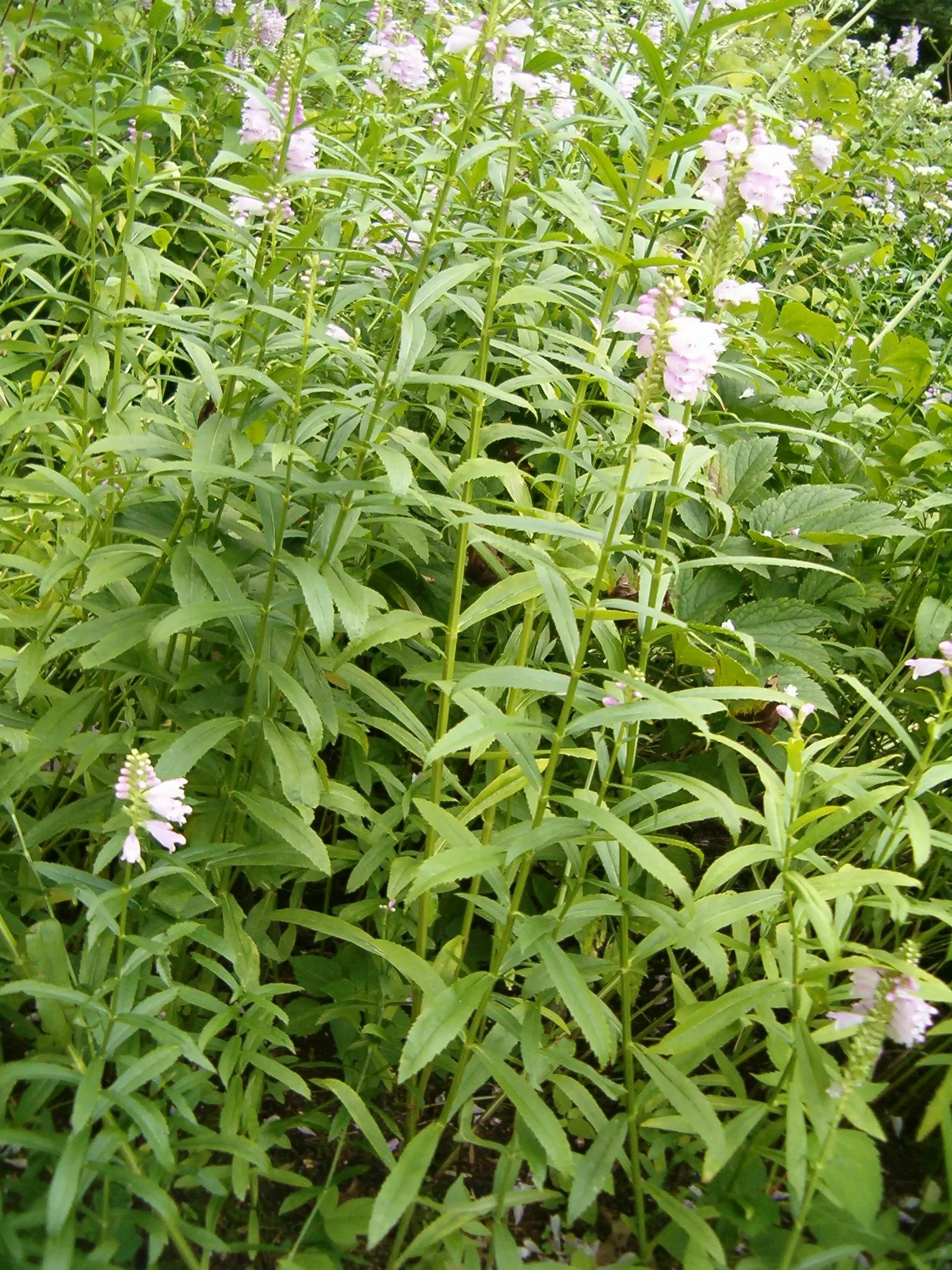 False Dragonhead, Obedient Plant (Physostegia Virginiana) — When integrating it into a garden theme; pink flowers in the garden, image 85