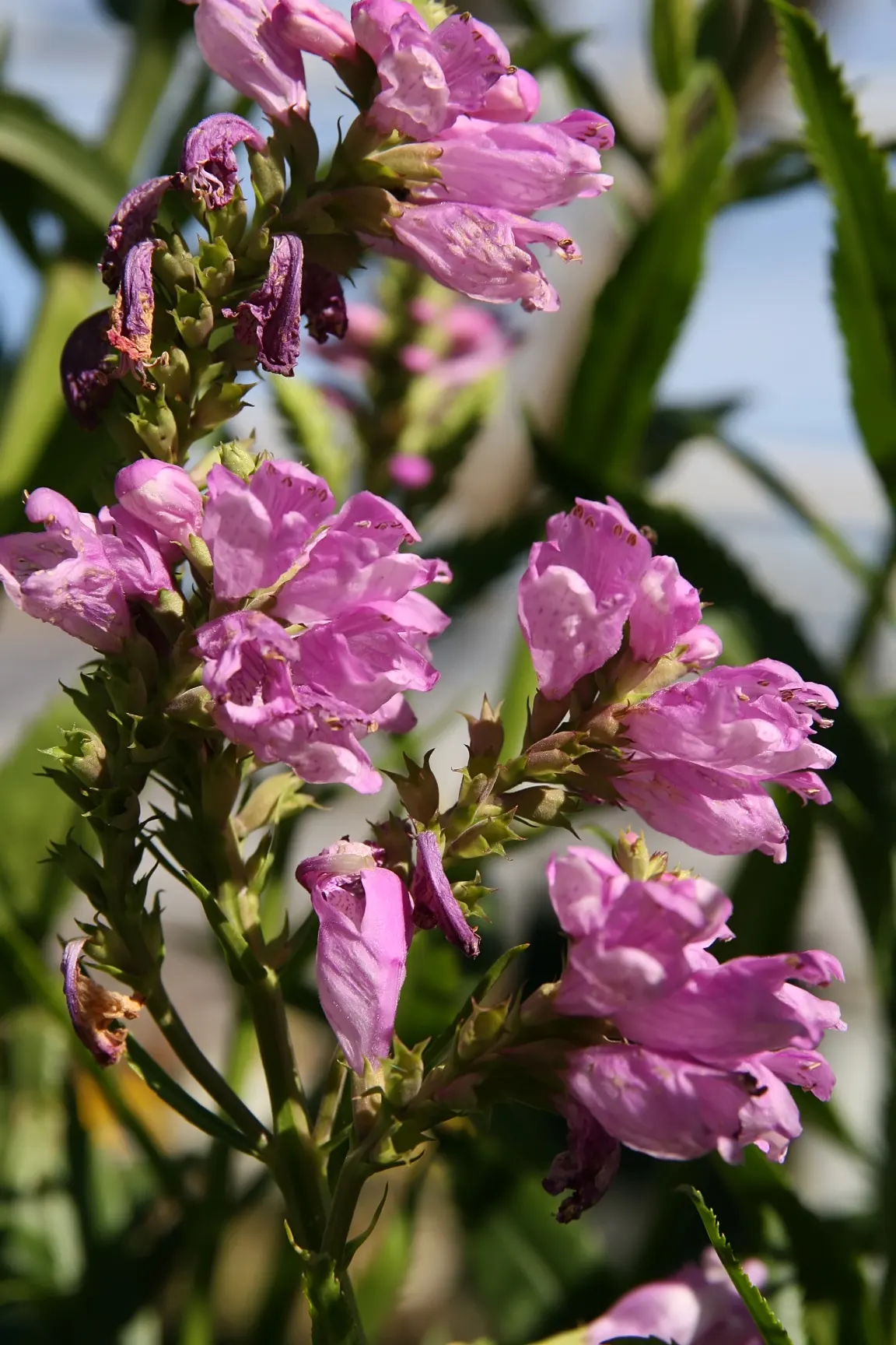 False Dragonhead, Obedient Plant (Physostegia Virginiana) — approximately 1 inch in length; it thrives in full to partial sun exposure and prefers, image 78