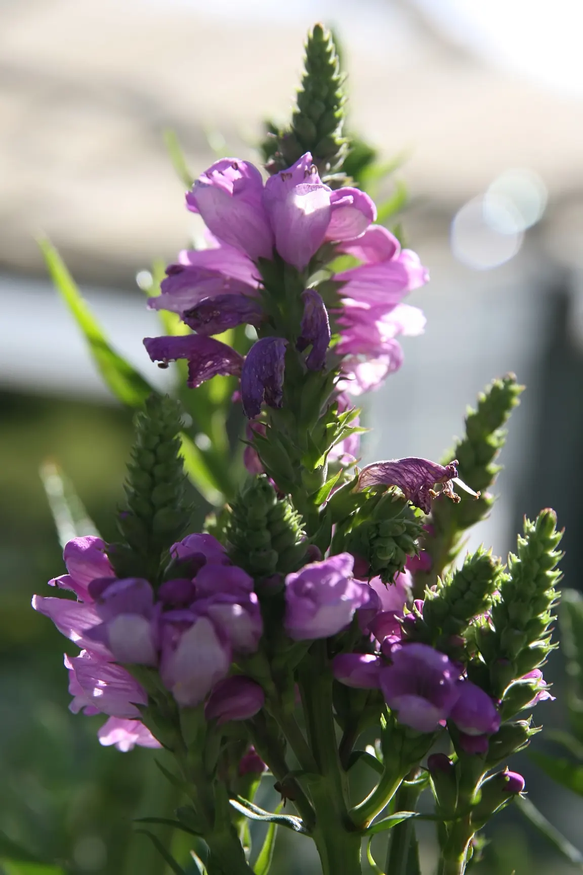 False Dragonhead, Obedient Plant (Physostegia Virginiana) — Valued for its showy spires of pink to lavender tubular flowers, it blooms from late, image 91