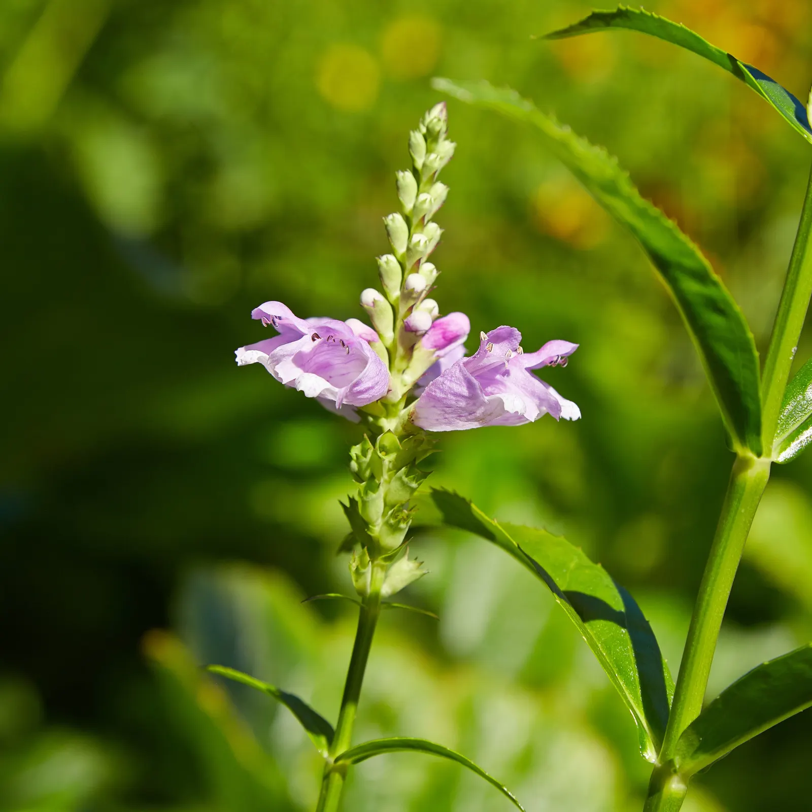 False Dragonhead, Obedient Plant (Physostegia Virginiana) — Valued for its showy spires of pink to lavender tubular flowers, it blooms from late, image 47