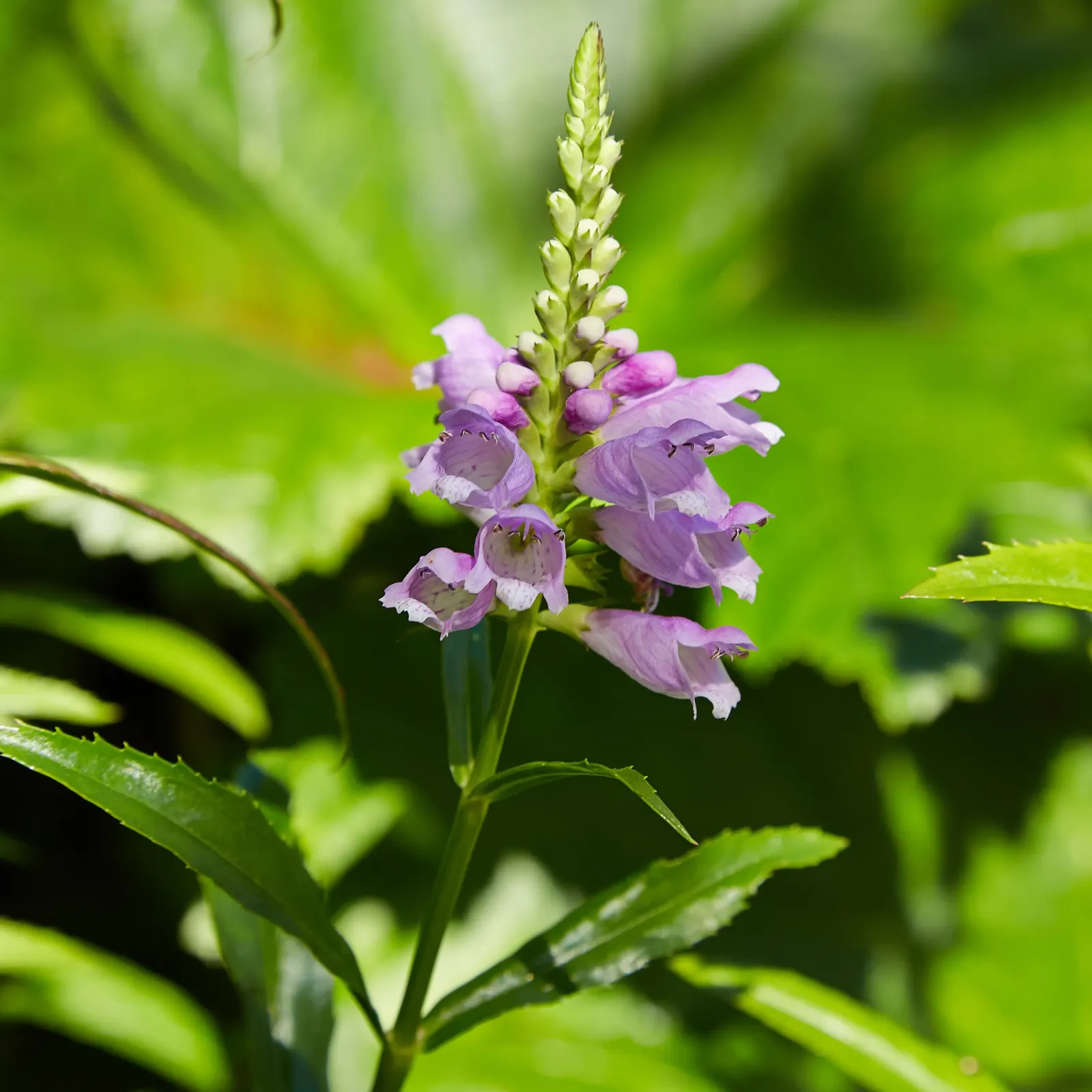False Dragonhead, Obedient Plant (Physostegia Virginiana) — It thrives in full to partial sun exposure and prefers moist