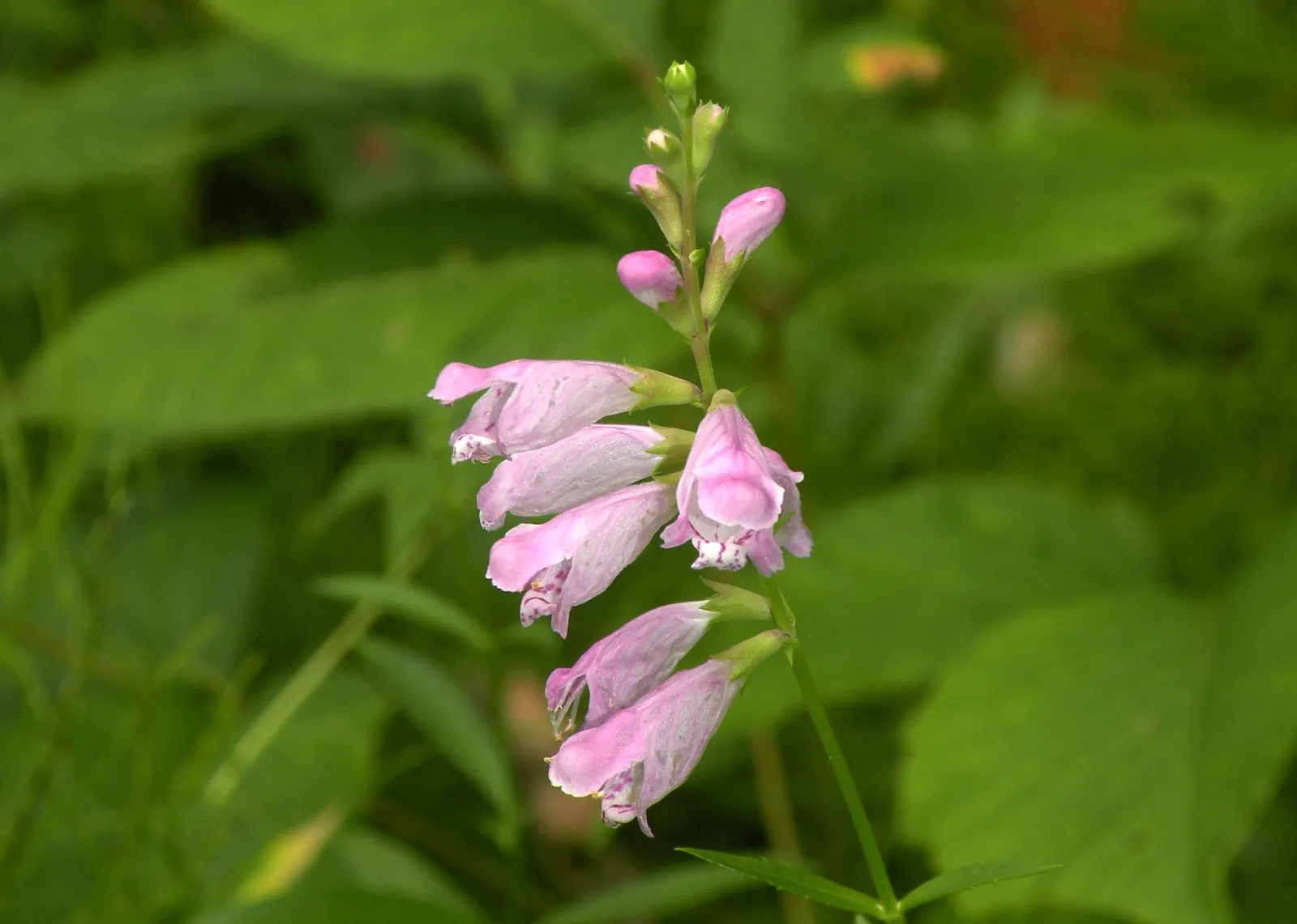 False Dragonhead, Obedient Plant (Physostegia Virginiana) — Its linear-lanceolate leaves stretch up to 5 inches long; although it can tolerate, image 75