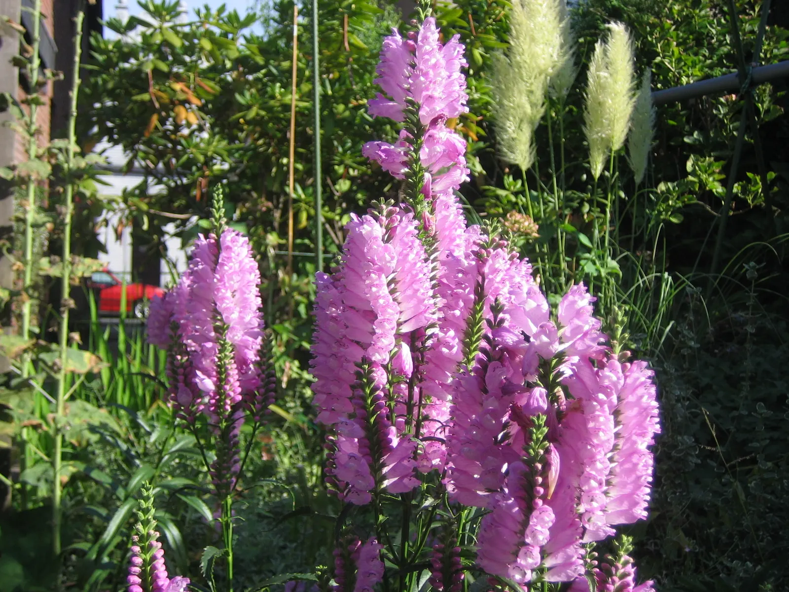 False Dragonhead, Obedient Plant (Physostegia Virginiana) — although it can tolerate periods of drought once established; perennial with pink blooms