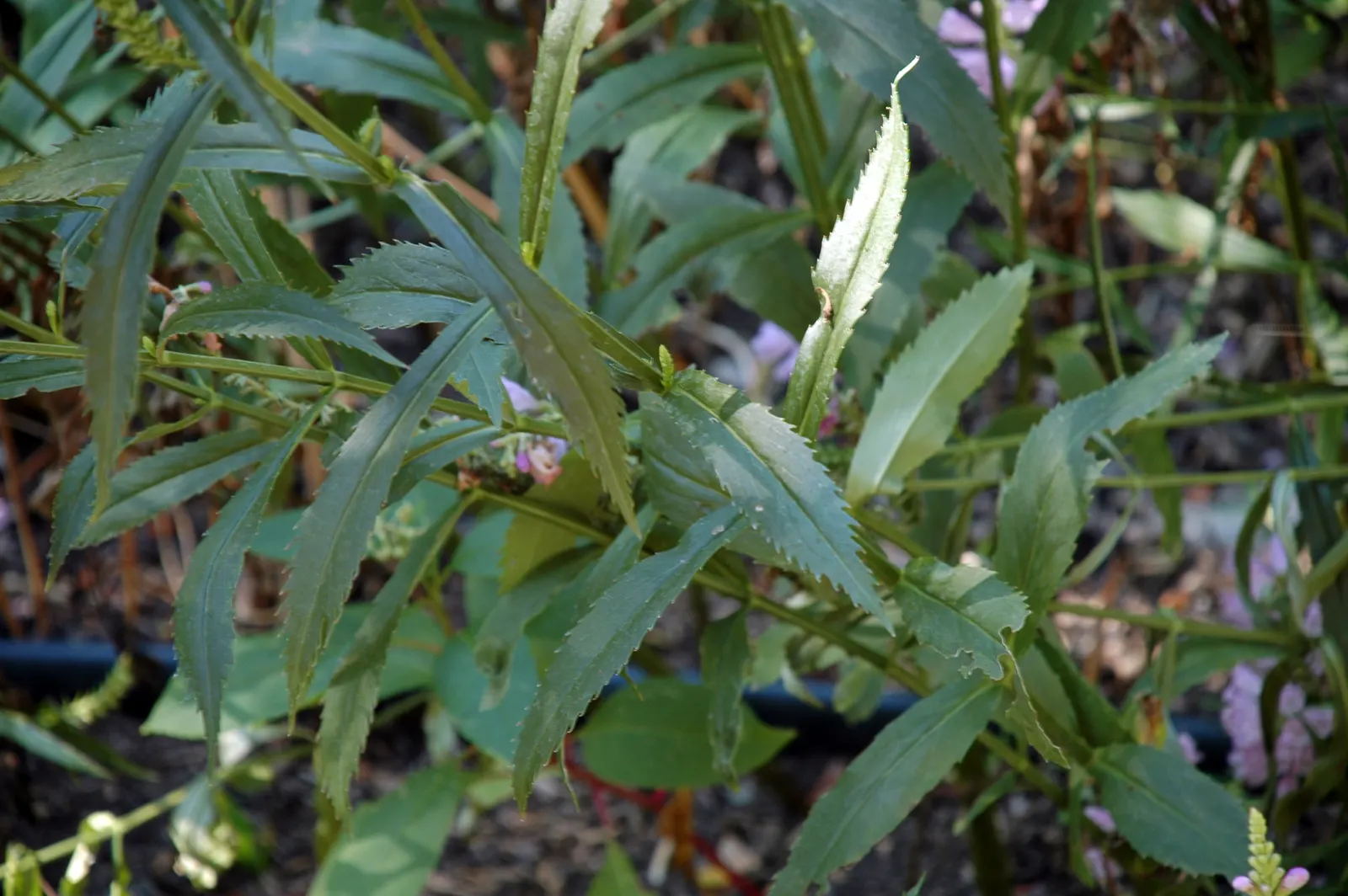 False Dragonhead, Obedient Plant (Physostegia Virginiana) — Provides vibrant vertical interest and attracts pollinators