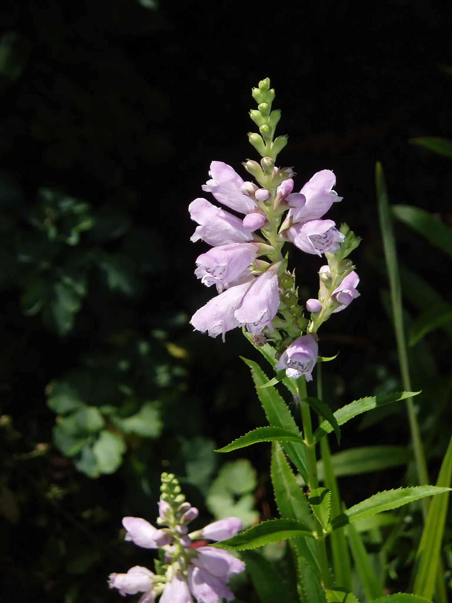 False Dragonhead, Obedient Plant (Physostegia Virginiana) — or Obedient Plant (Physostegia virginiana); thriving in zones 3-9, it prefers full sun, image 67