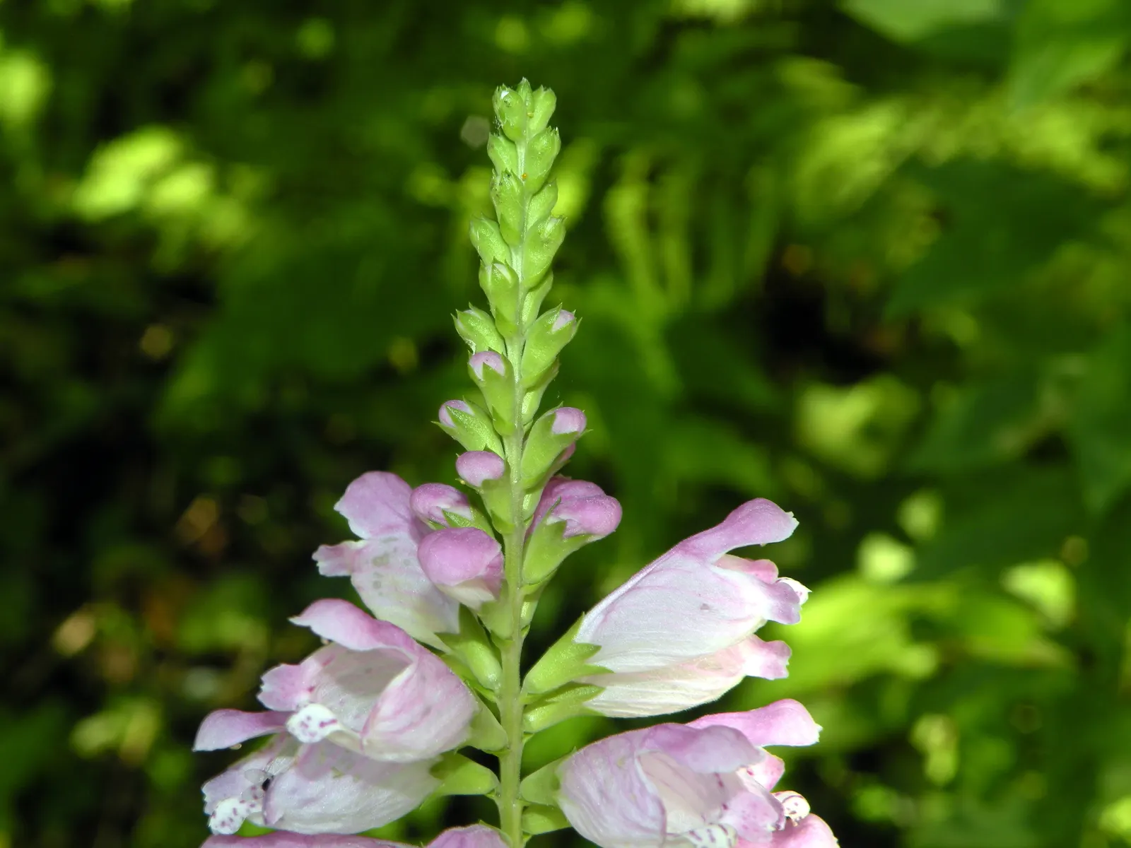 False Dragonhead, Obedient Plant (Physostegia Virginiana) — This North American native, growing robustly between 2 to 4 feet tall, boasts a spread of 1.5 to 3