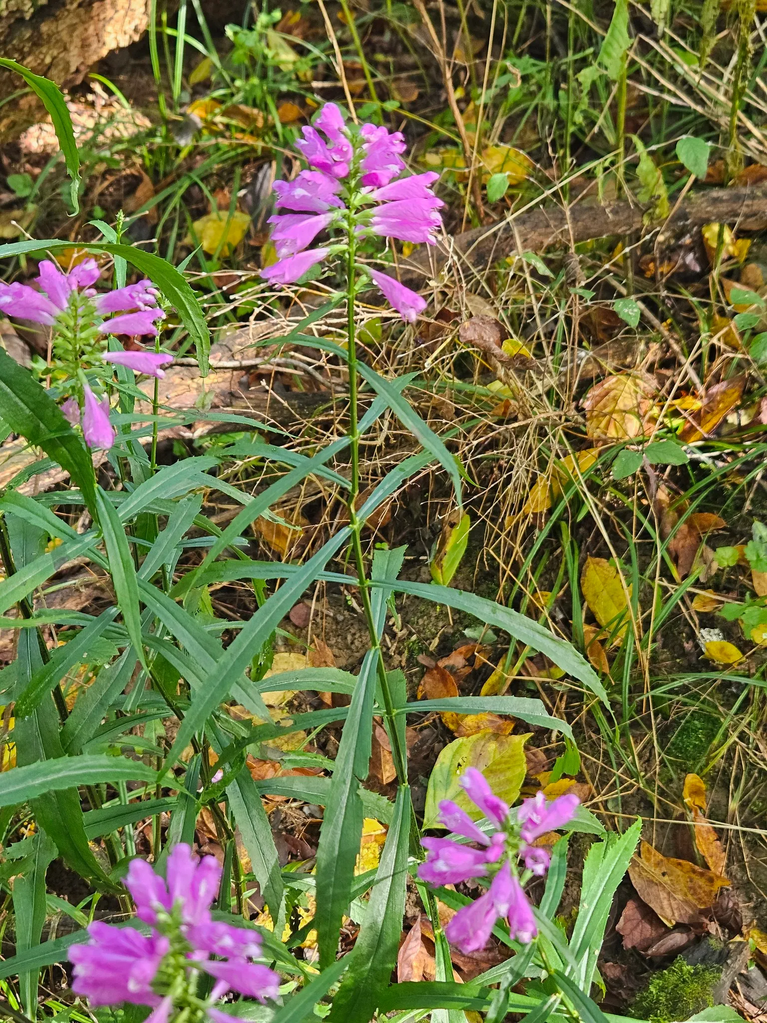 False Dragonhead, Obedient Plant (Physostegia Virginiana) — This North American native, growing robustly between 2 to 4 feet tall, boasts a spread, image 30