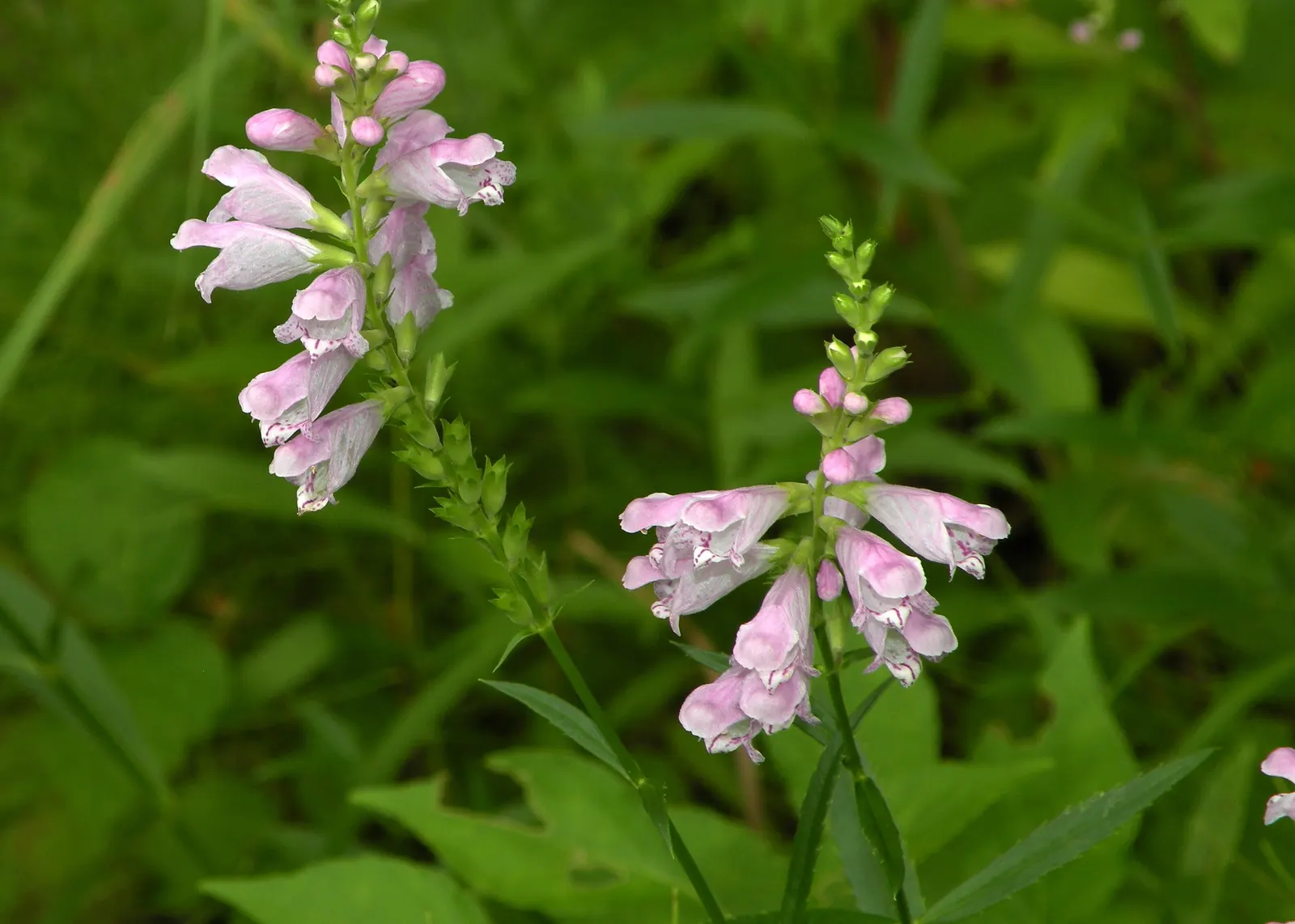 False Dragonhead, Obedient Plant (Physostegia Virginiana) — Valued for its showy spires of pink to lavender tubular flowers, it blooms from late, image 69