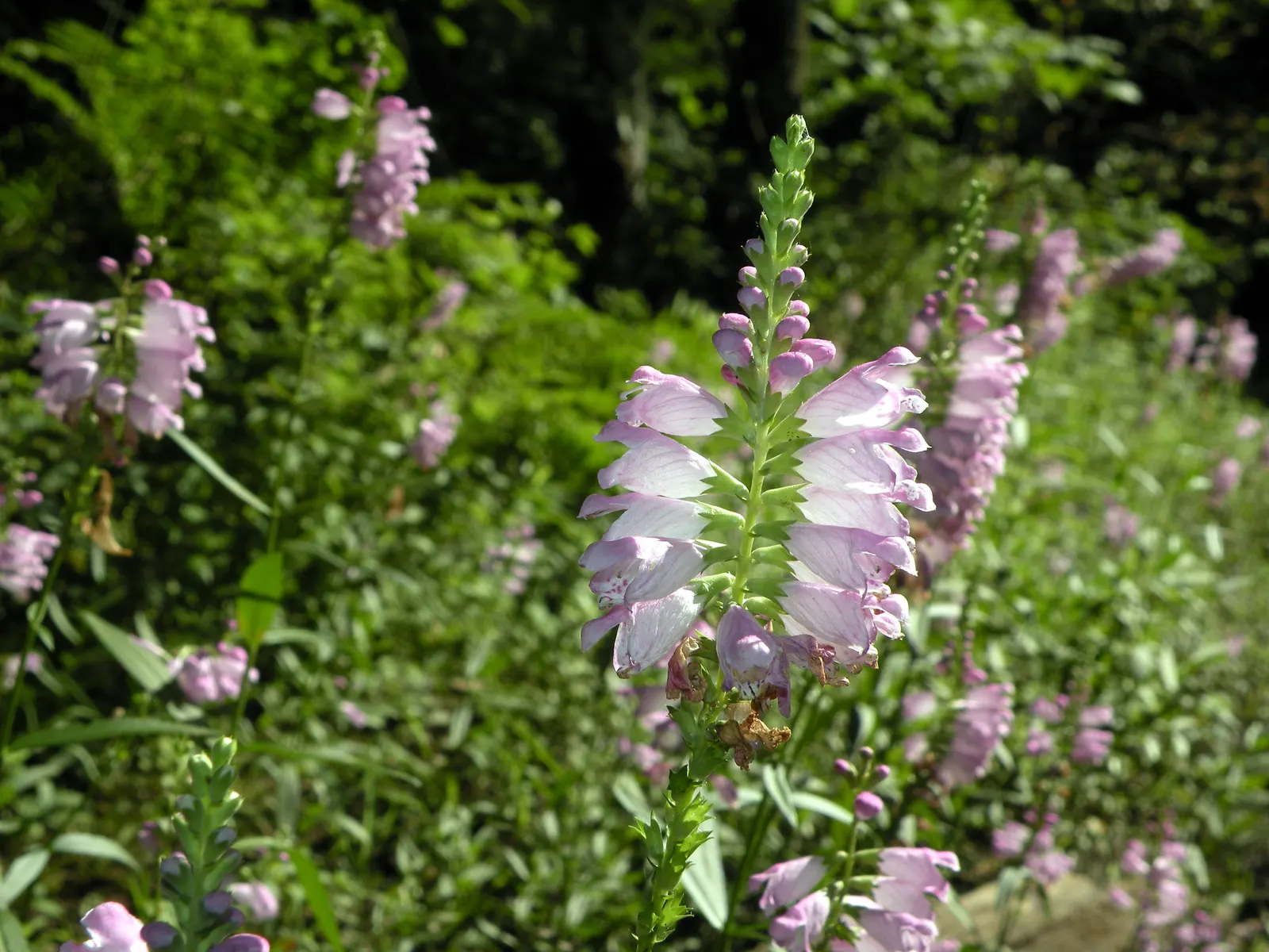 False Dragonhead, Obedient Plant (Physostegia Virginiana) — perennial for full or half or shade; when integrating it into a garden theme, image 88