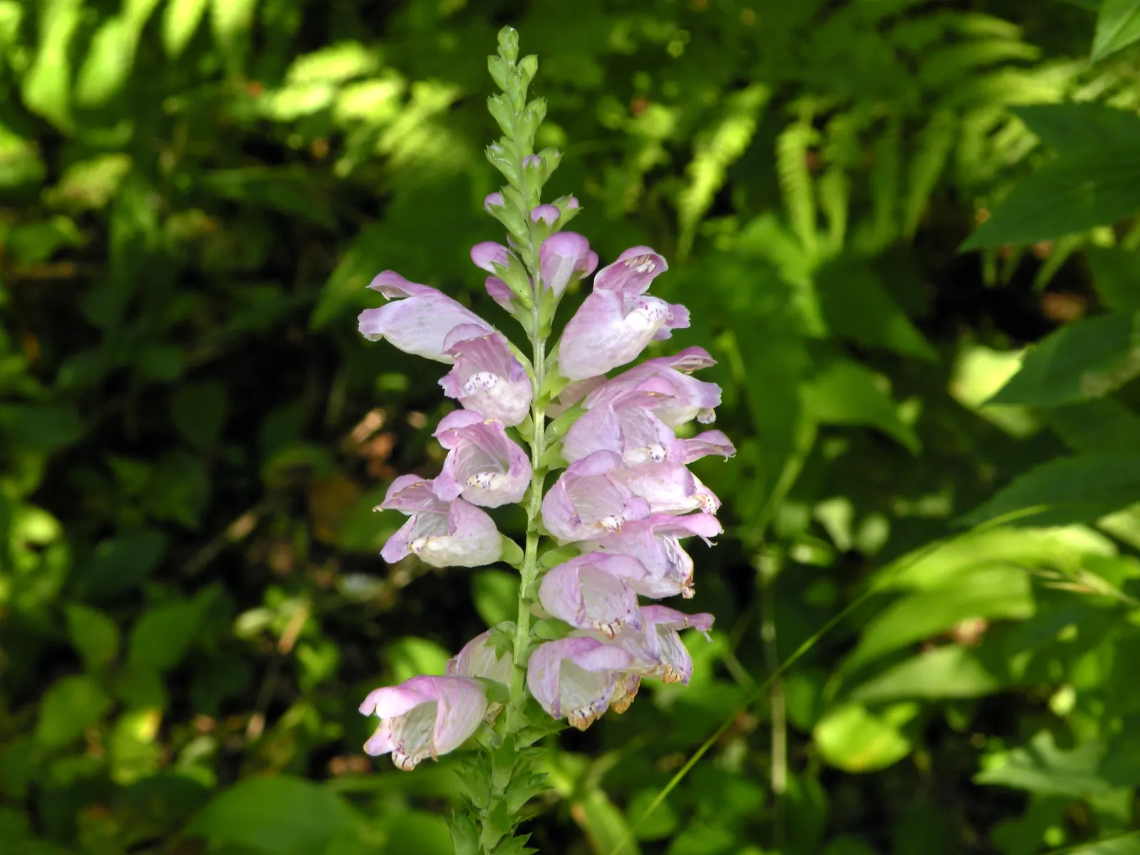 False Dragonhead, Obedient Plant (Physostegia Virginiana) — emanating from square stems typical of the mint family; or Obedient Plant (Physostegia, image 54