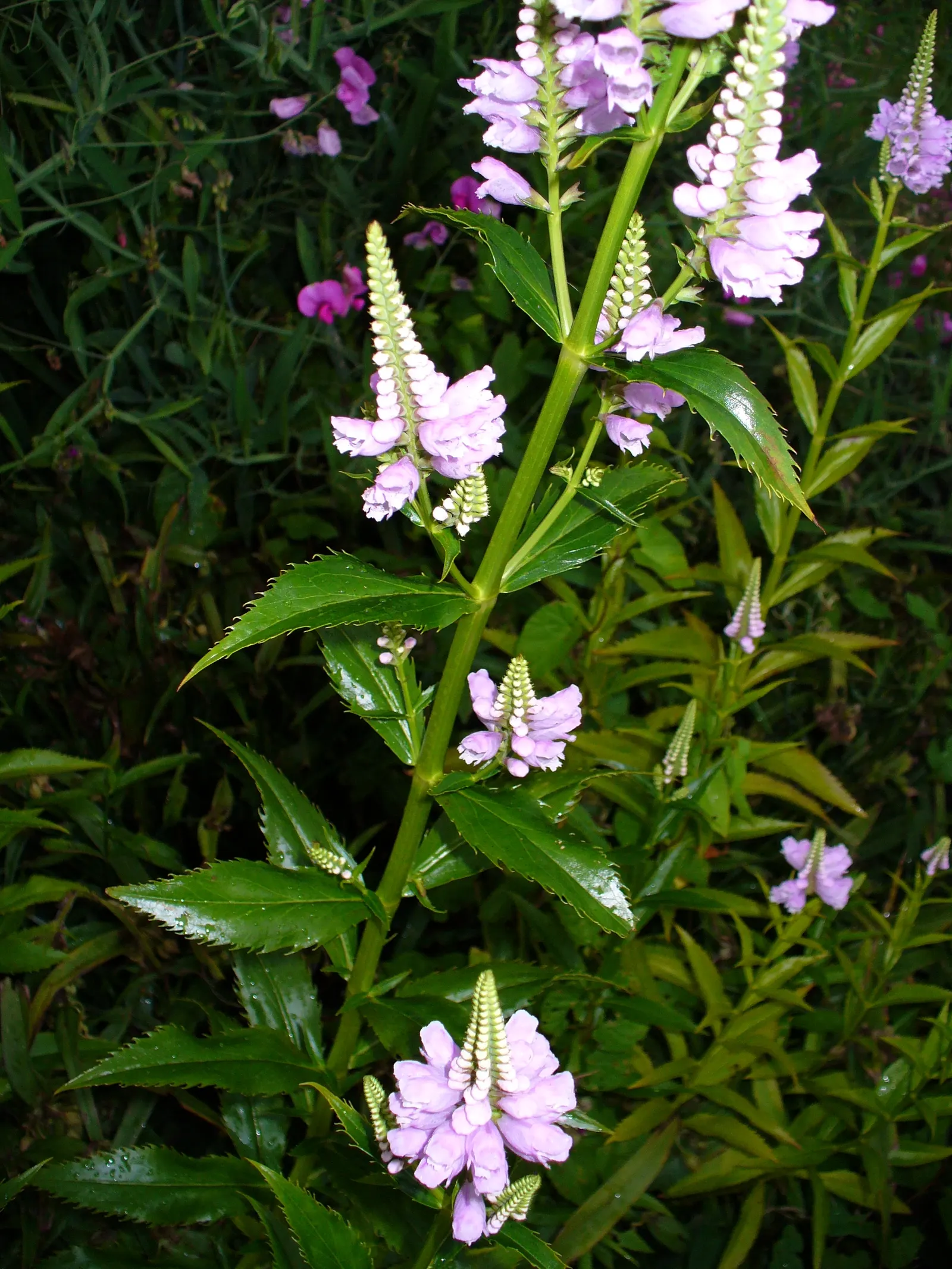 False Dragonhead, Obedient Plant (Physostegia Virginiana) — perennial with pink blooms; approximately 1 inch in length, image 65
