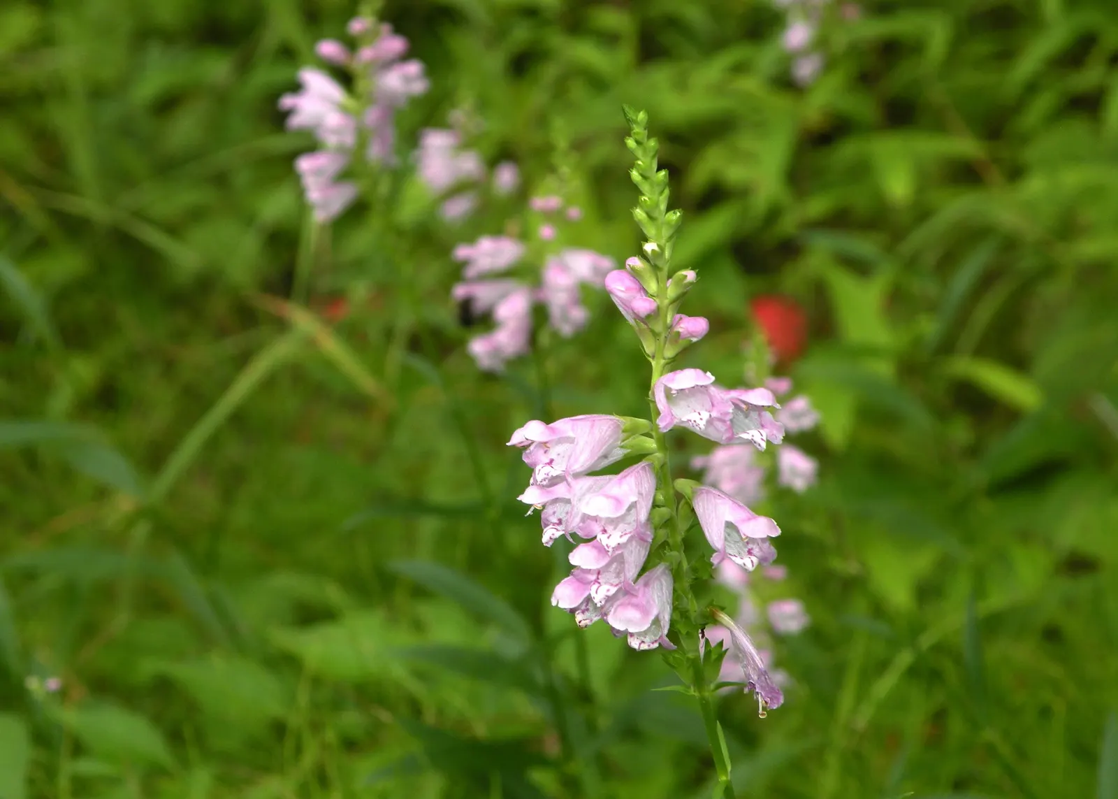 False Dragonhead, Obedient Plant (Physostegia Virginiana) — supporting pollinators such as bees; creating an extended floral display from July to, image 84