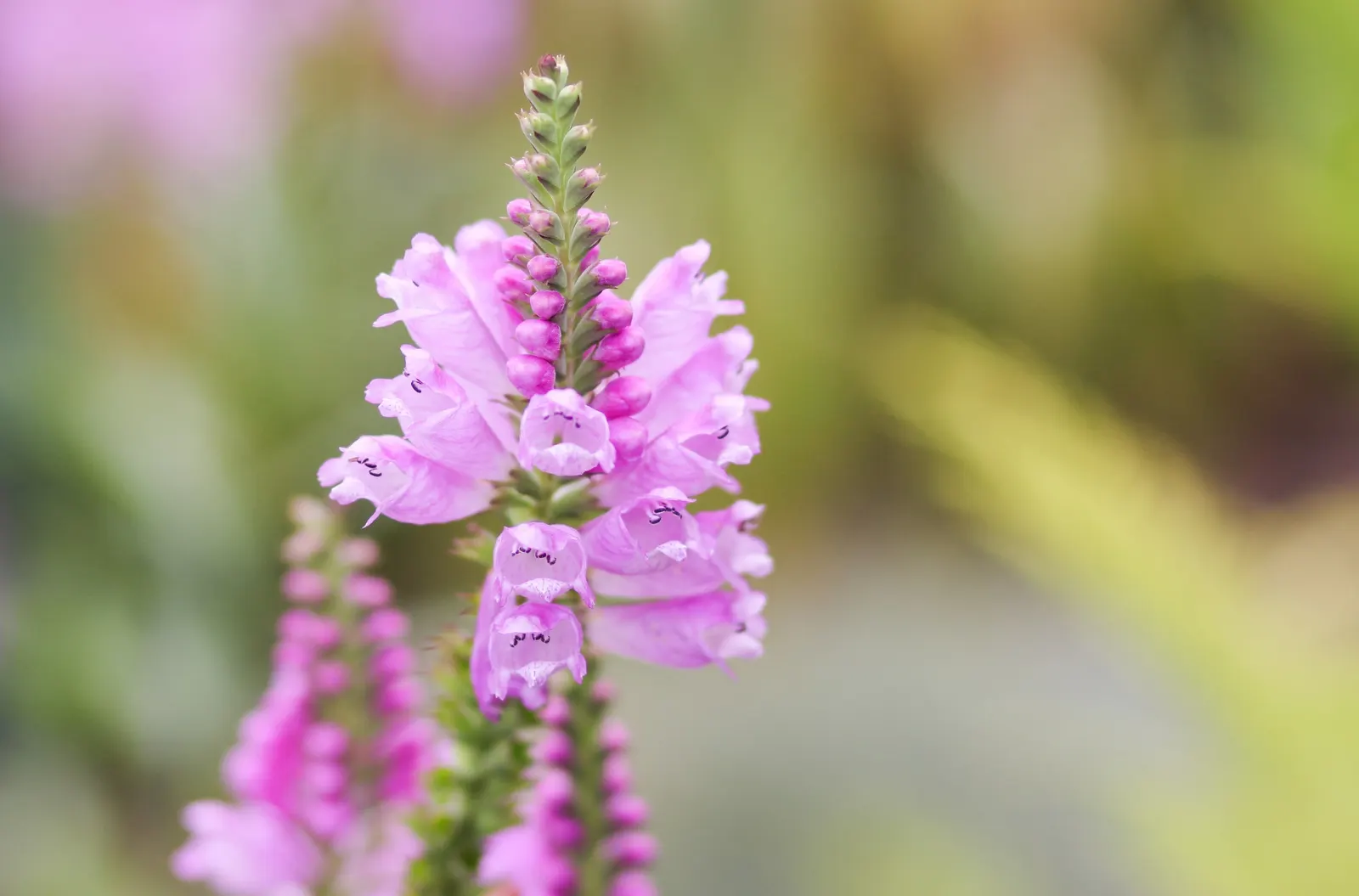 False Dragonhead, Obedient Plant (Physostegia Virginiana) — Despite its name, it can spread aggressively, so consider root barriers for containment