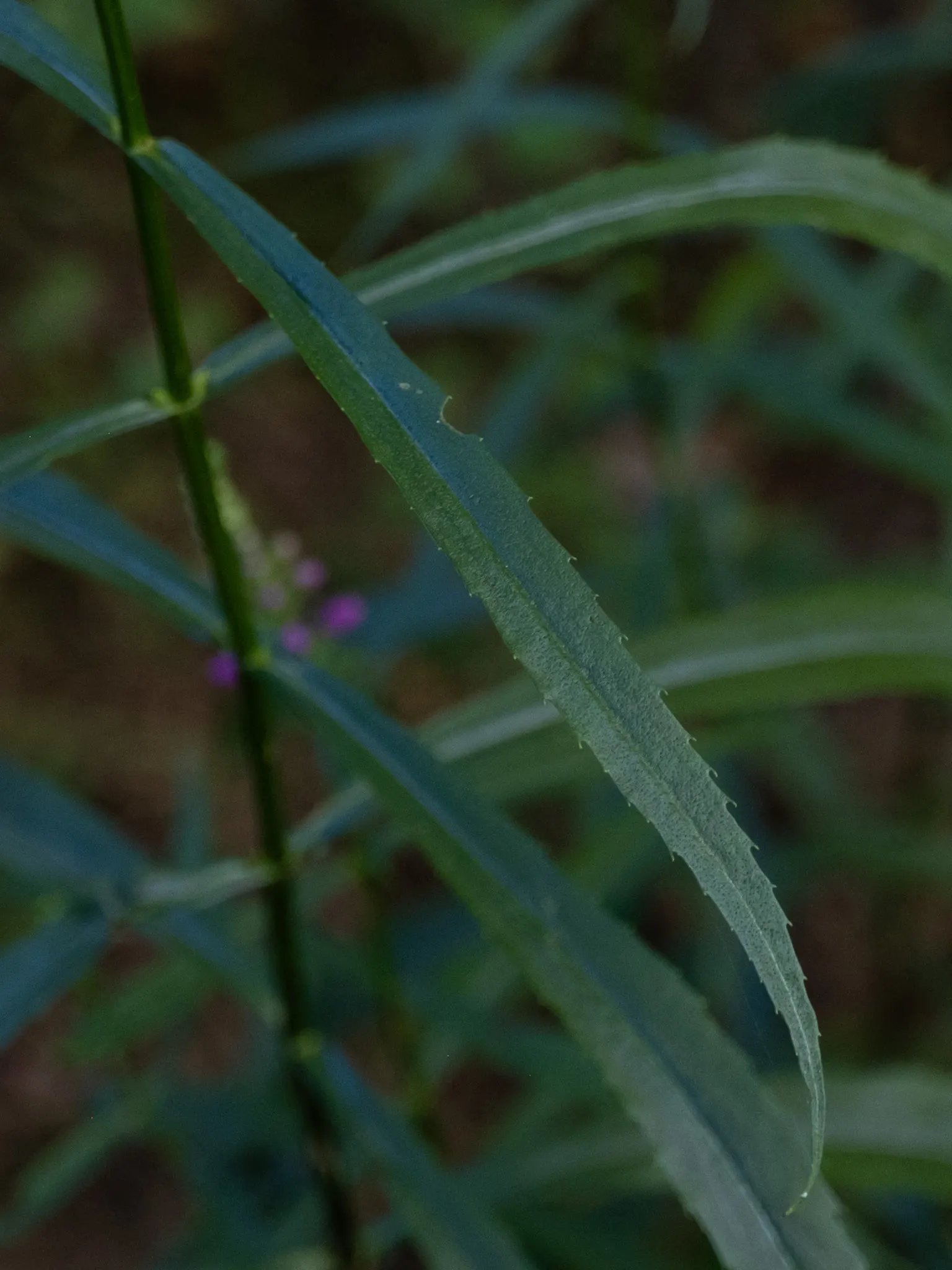 False Dragonhead, Obedient Plant (Physostegia Virginiana) — with peak blooming in August; fondly referred to as the False Dragonhead or Obedient, image 80