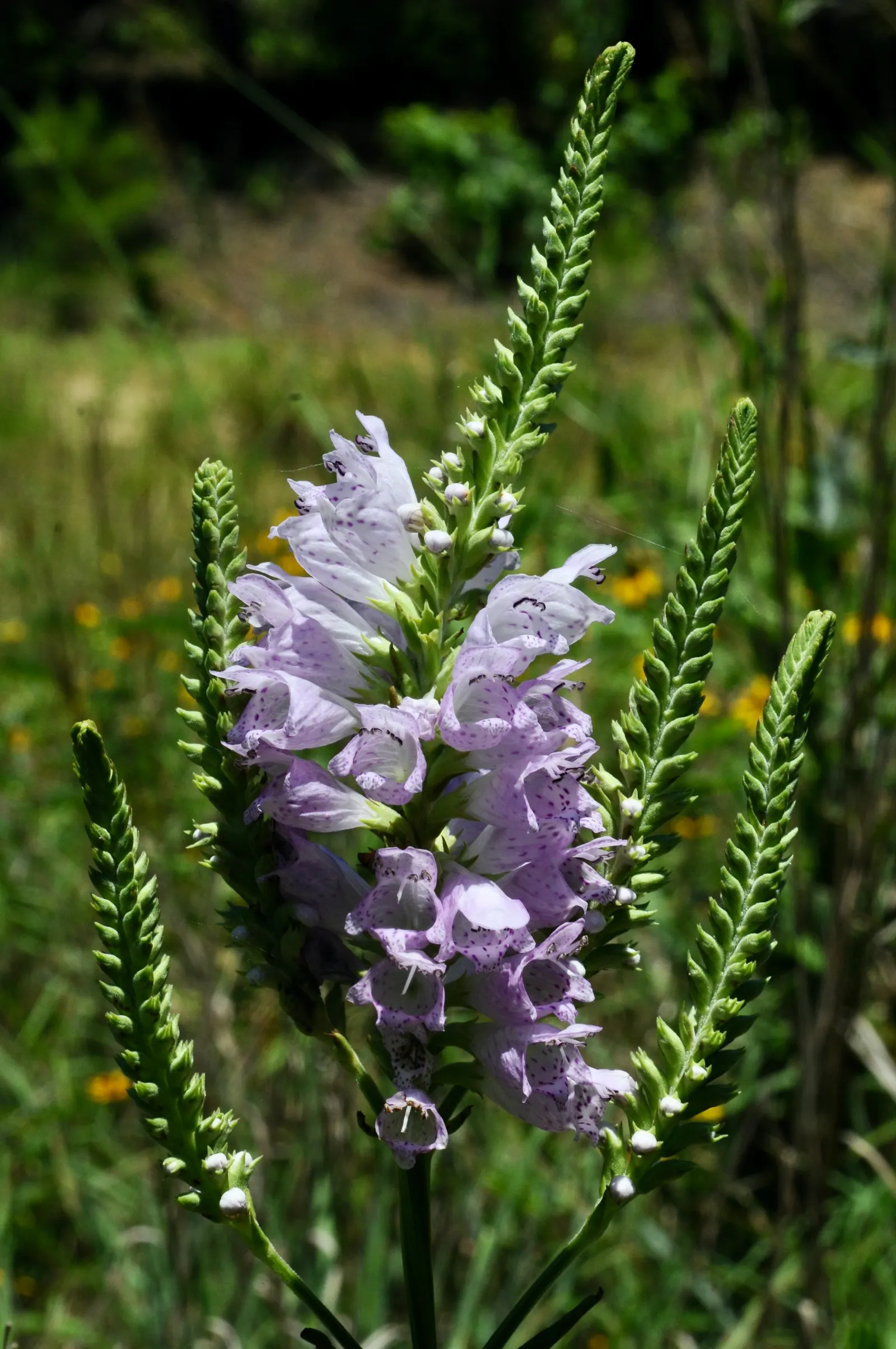 False Dragonhead, Obedient Plant (Physostegia Virginiana) — the Obedient Plant can spread eagerly via rhizomes; provides vibrant vertical interest and attracts