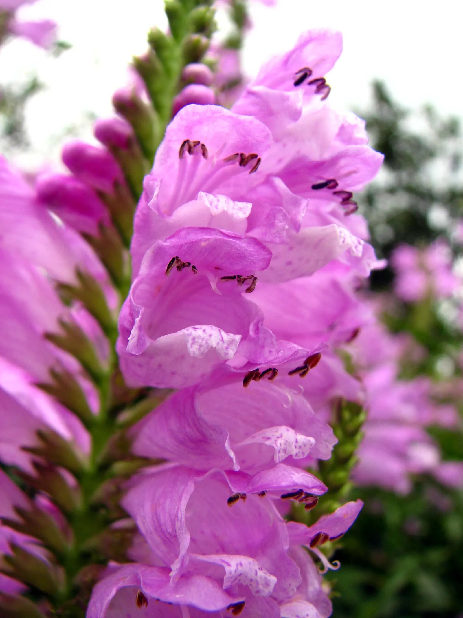False Dragonhead, Obedient Plant (Physostegia Virginiana) — approximately 1 inch in length; it thrives in full to partial sun exposure and prefers, image 56