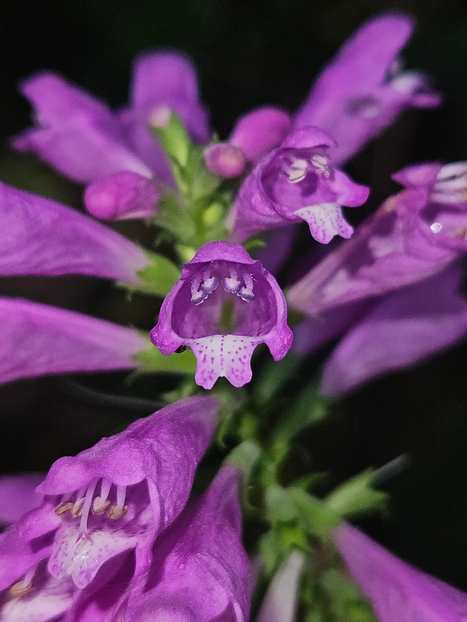 False Dragonhead, Obedient Plant (Physostegia Virginiana) — pink flowers in the garden; despite its name, it can spread aggressively, so consider root barriers