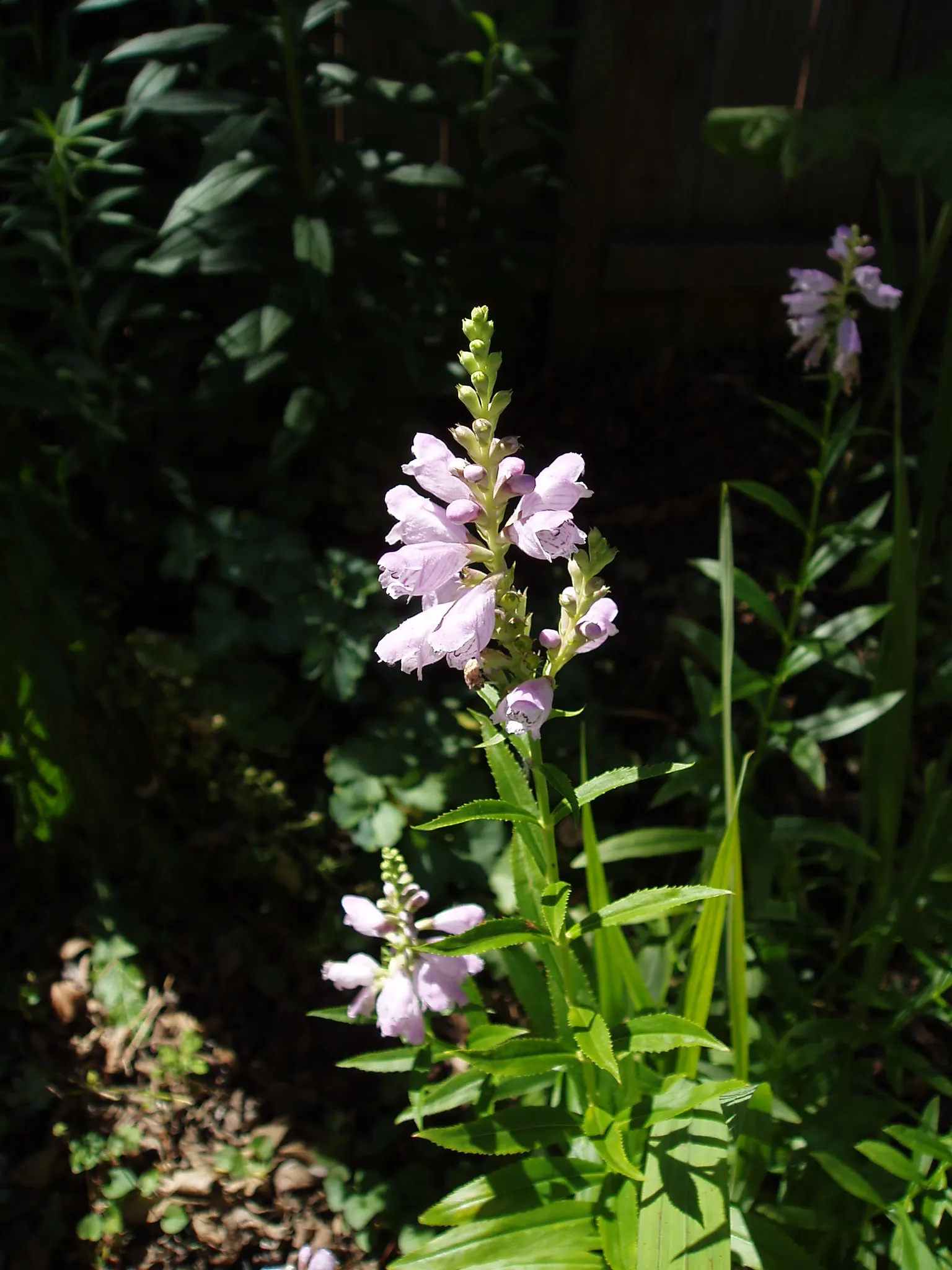 False Dragonhead, Obedient Plant (Physostegia Virginiana) — creating an extended floral display from July to September; perennial for full or half, image 79