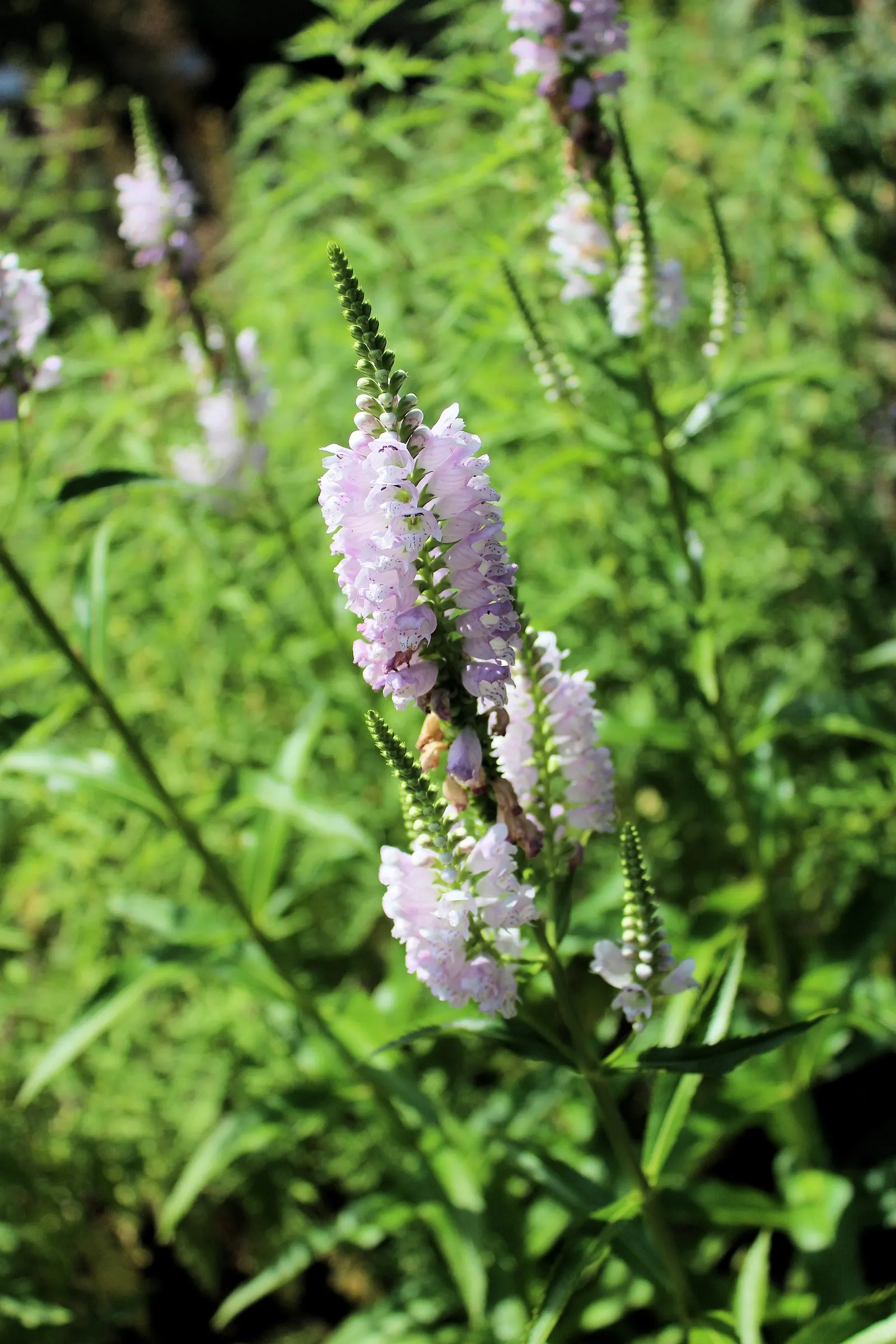 False Dragonhead, Obedient Plant (Physostegia Virginiana) — perennial for full or half or shade