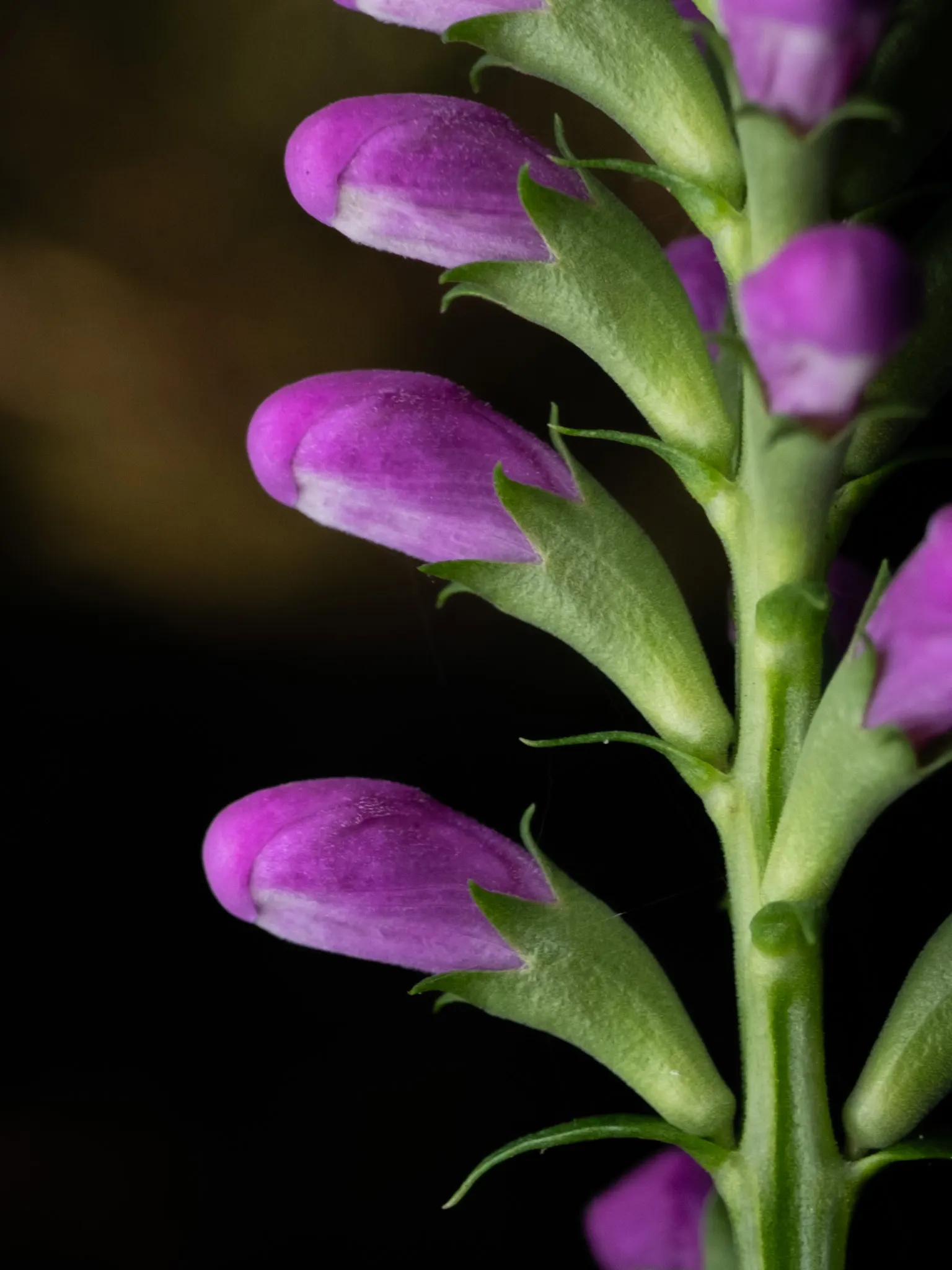 False Dragonhead, Obedient Plant (Physostegia Virginiana) — This North American native, growing robustly between 2 to 4 feet tall, boasts a spread, image 96