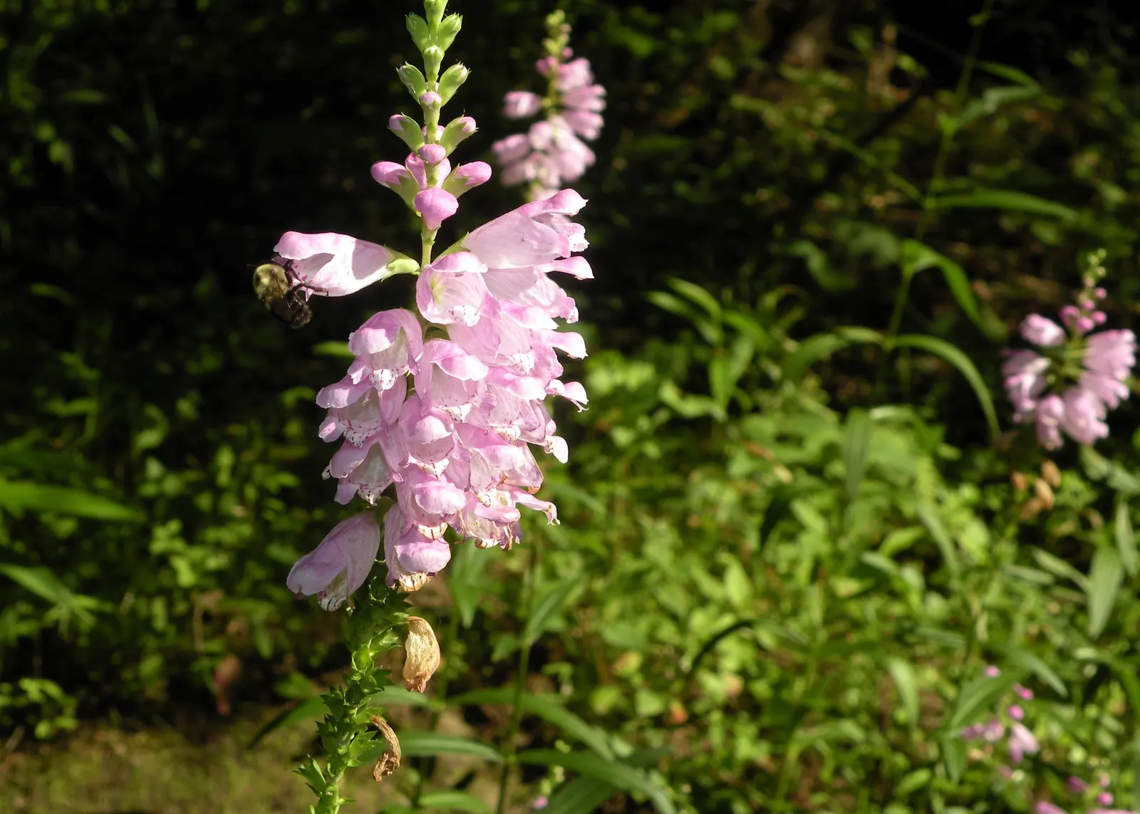 False Dragonhead, Obedient Plant (Physostegia Virginiana) — When integrating it into a garden theme