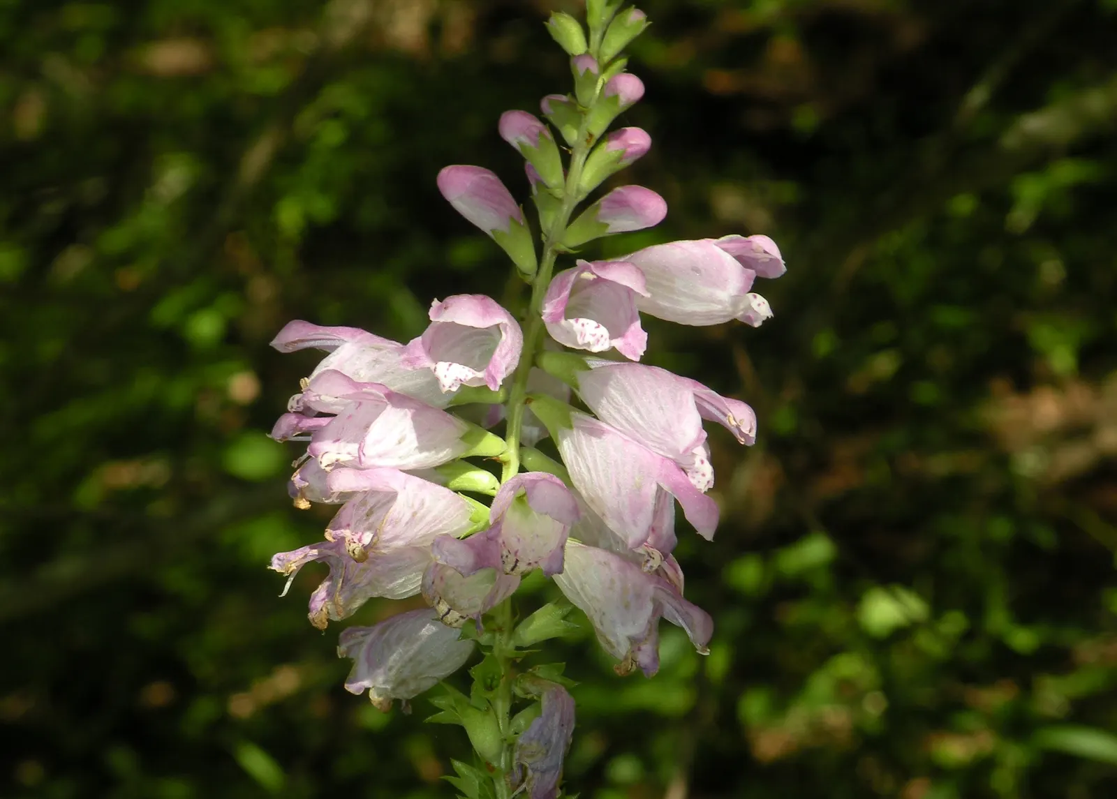 False Dragonhead, Obedient Plant (Physostegia Virginiana) — approximately 1 inch in length