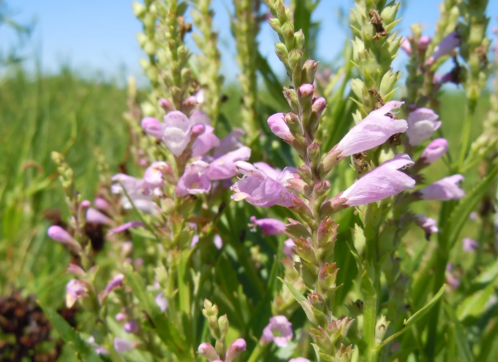 False Dragonhead, Obedient Plant (Physostegia Virginiana) — When integrating it into a garden theme; pink flowers in the garden, image 63