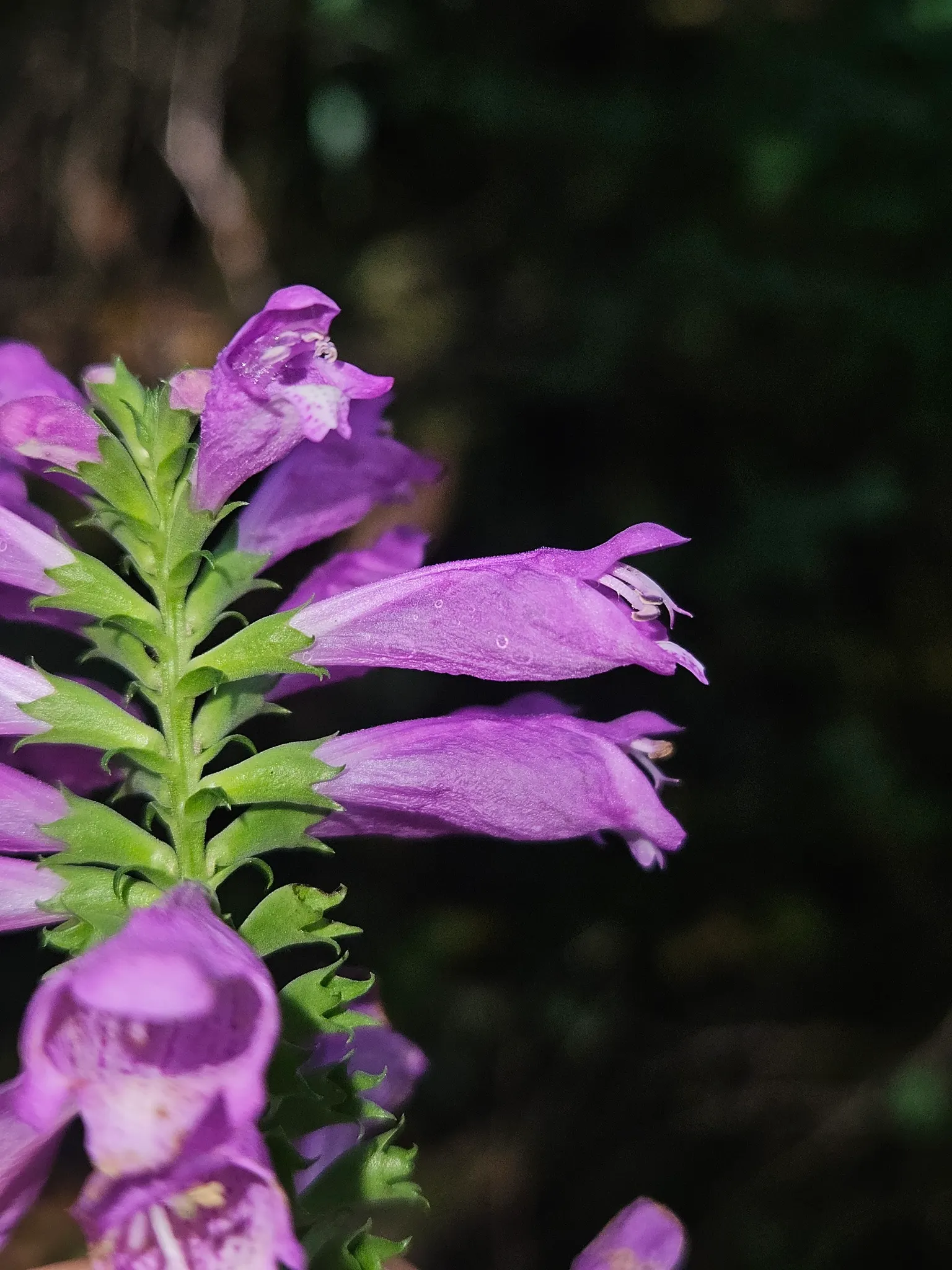 False Dragonhead, Obedient Plant (Physostegia Virginiana) — emanating from square stems typical of the mint family; or Obedient Plant (Physostegia virginiana)