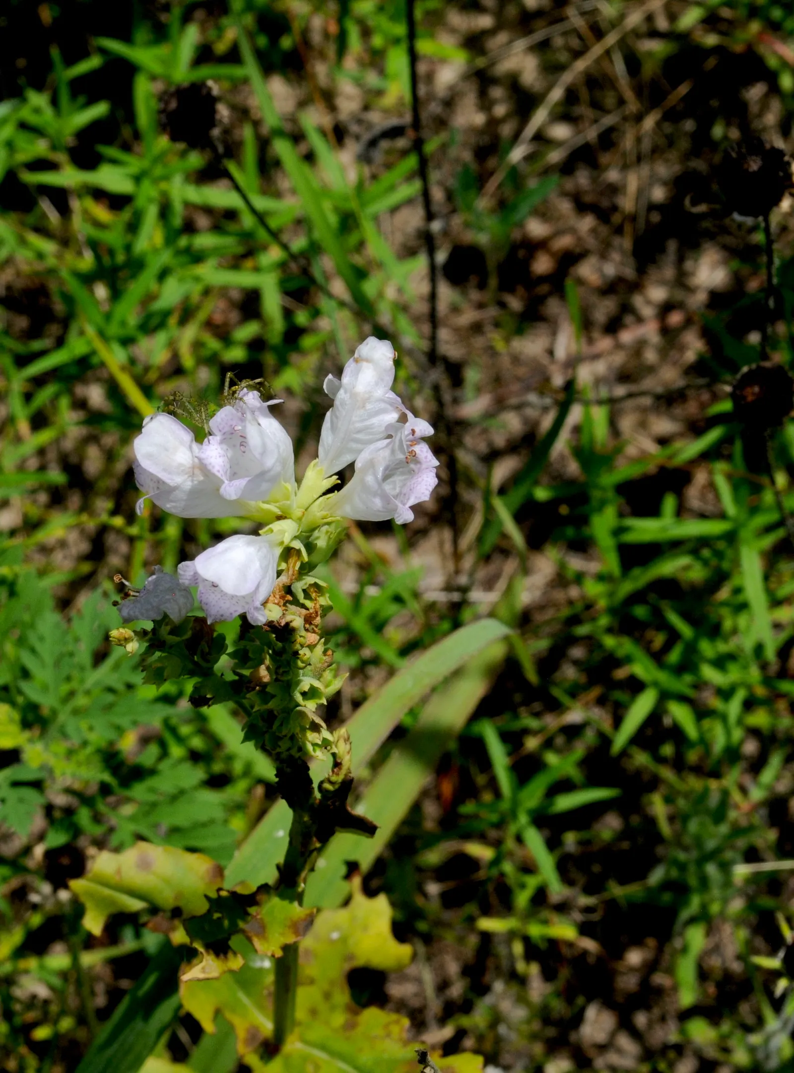 False Dragonhead, Obedient Plant (Physostegia Virginiana) — is a robust perennial reaching 2-4 feet in height; ranging in color from soft pink to vivid lavender