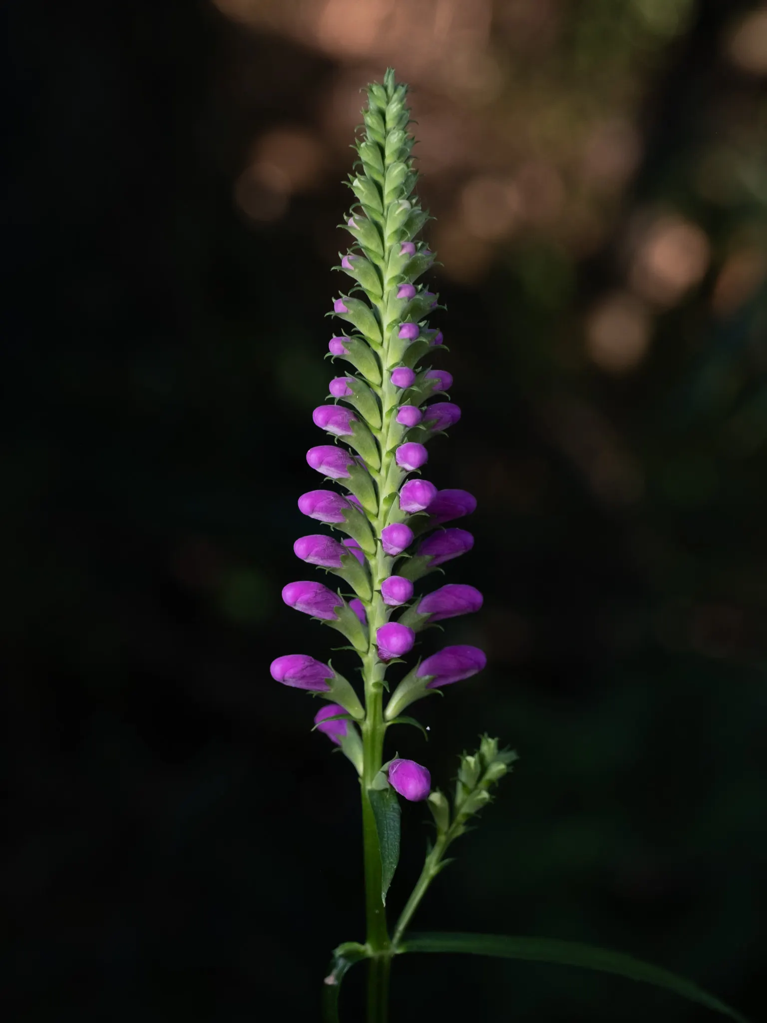 False Dragonhead, Obedient Plant (Physostegia Virginiana) — perennial with pink blooms; approximately 1 inch in length, image 87