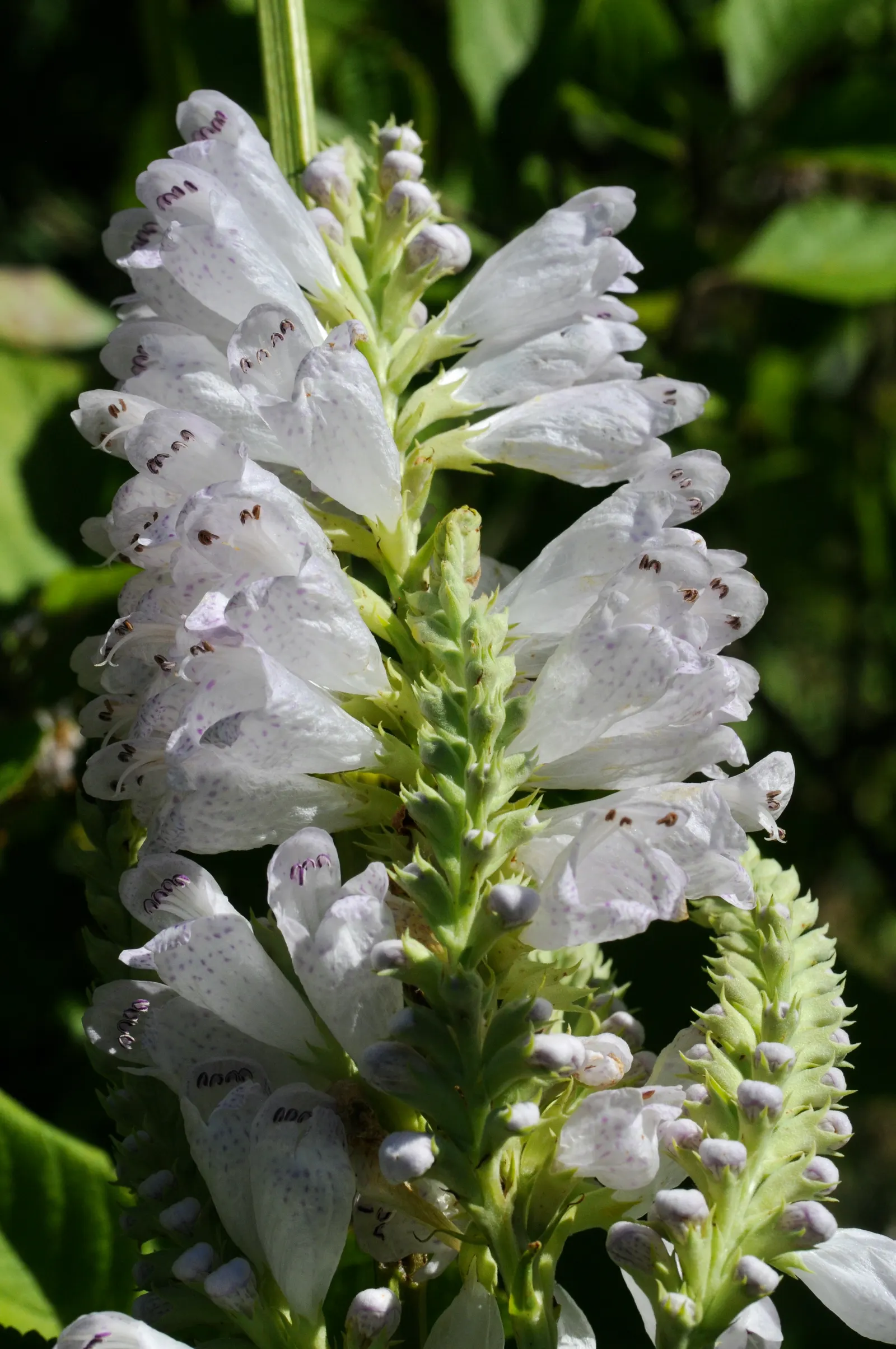 False Dragonhead, Obedient Plant (Physostegia Virginiana) — creating an extended floral display from July to September; perennial for full or half or shade